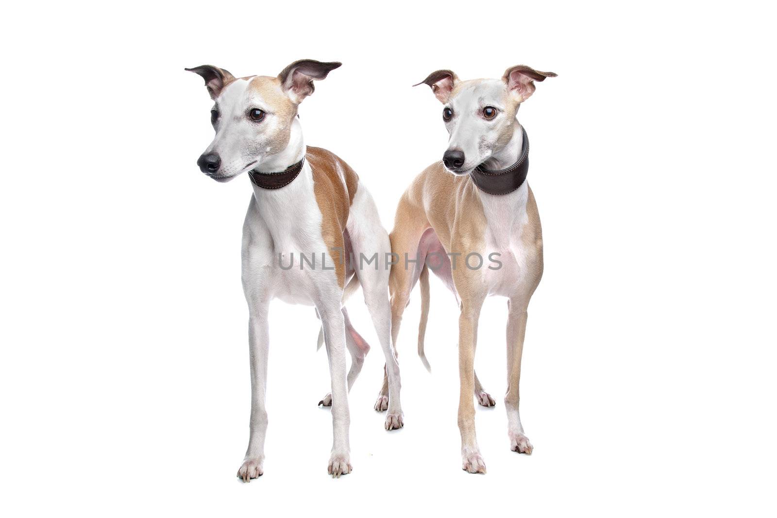 Two Whippet hounds in front of white background