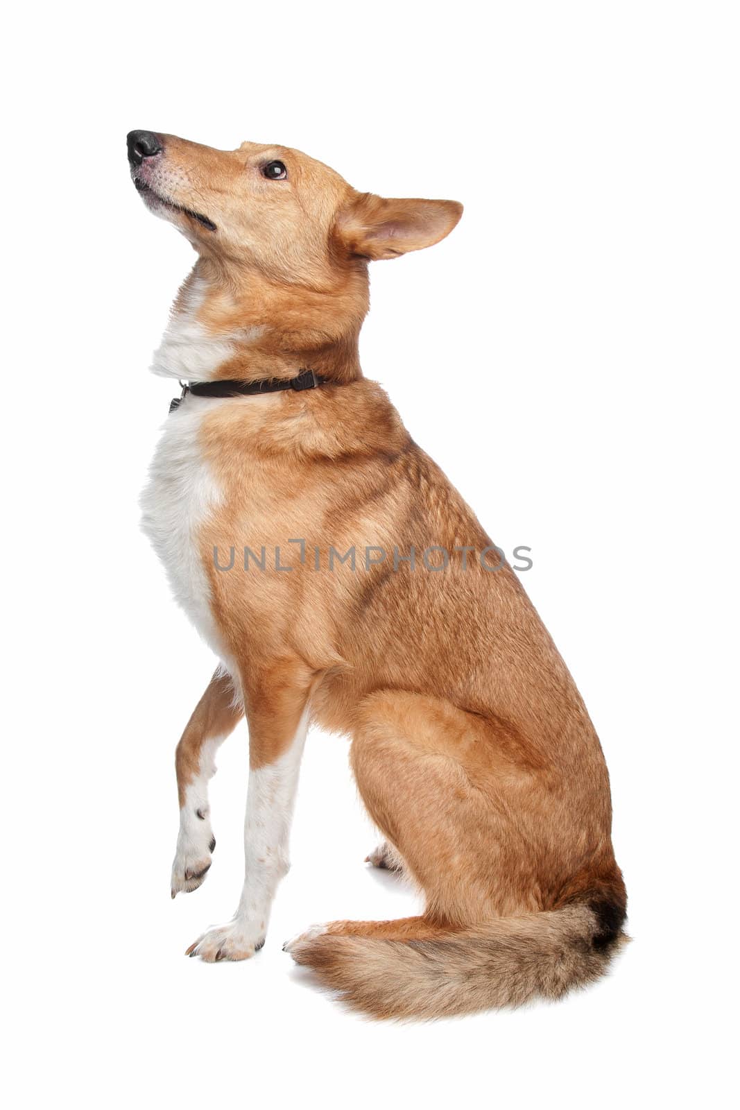 mixed breed dog, half collie, in front of a white background