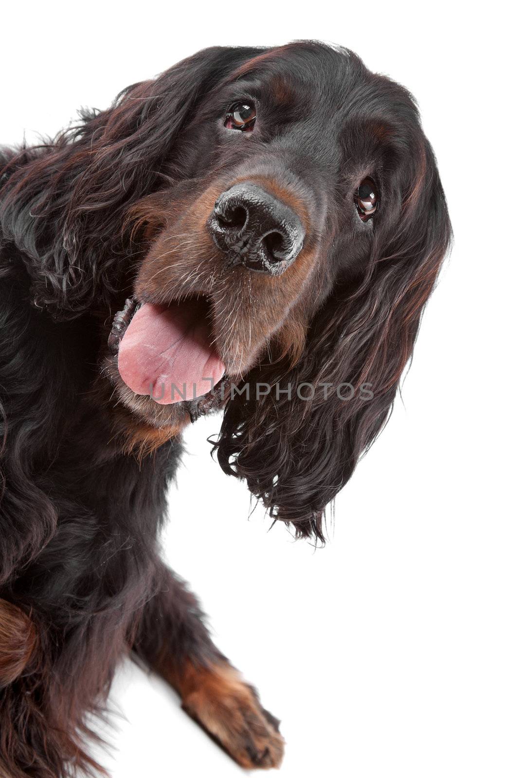 Front view of Irish Setter dog on a white background
