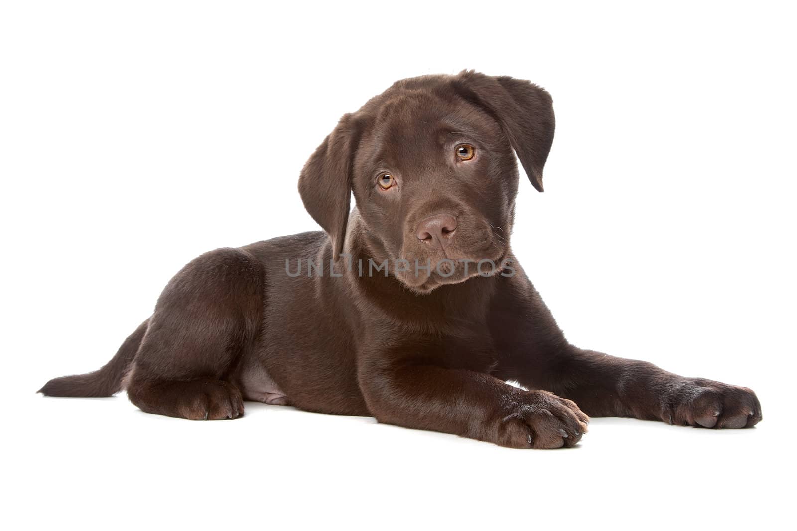 Chocolate Labrador puppy in front of a white background