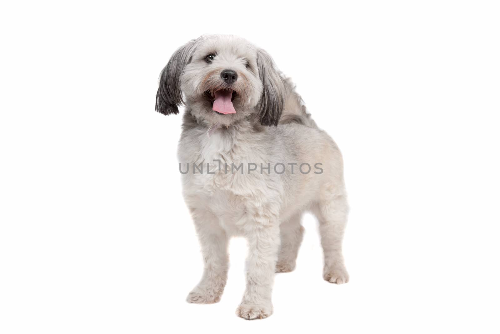 mixed breed dog in front of a white background