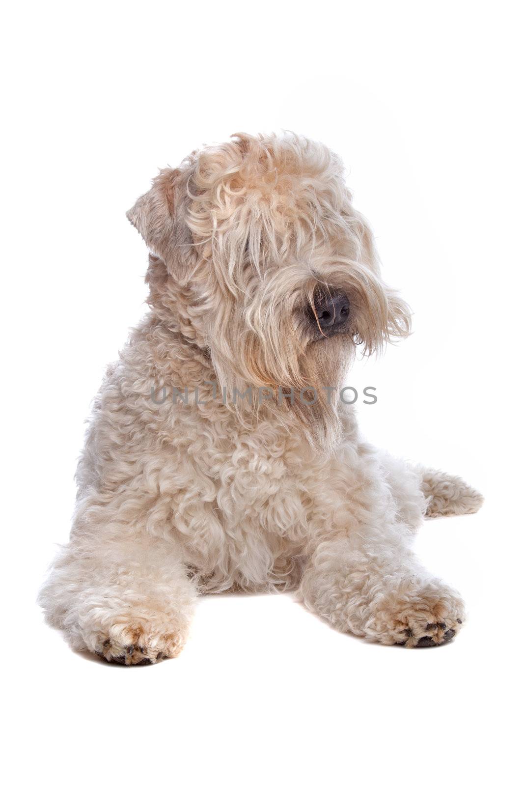 Soft Coated Wheaten Terrier dog isolated on a white background