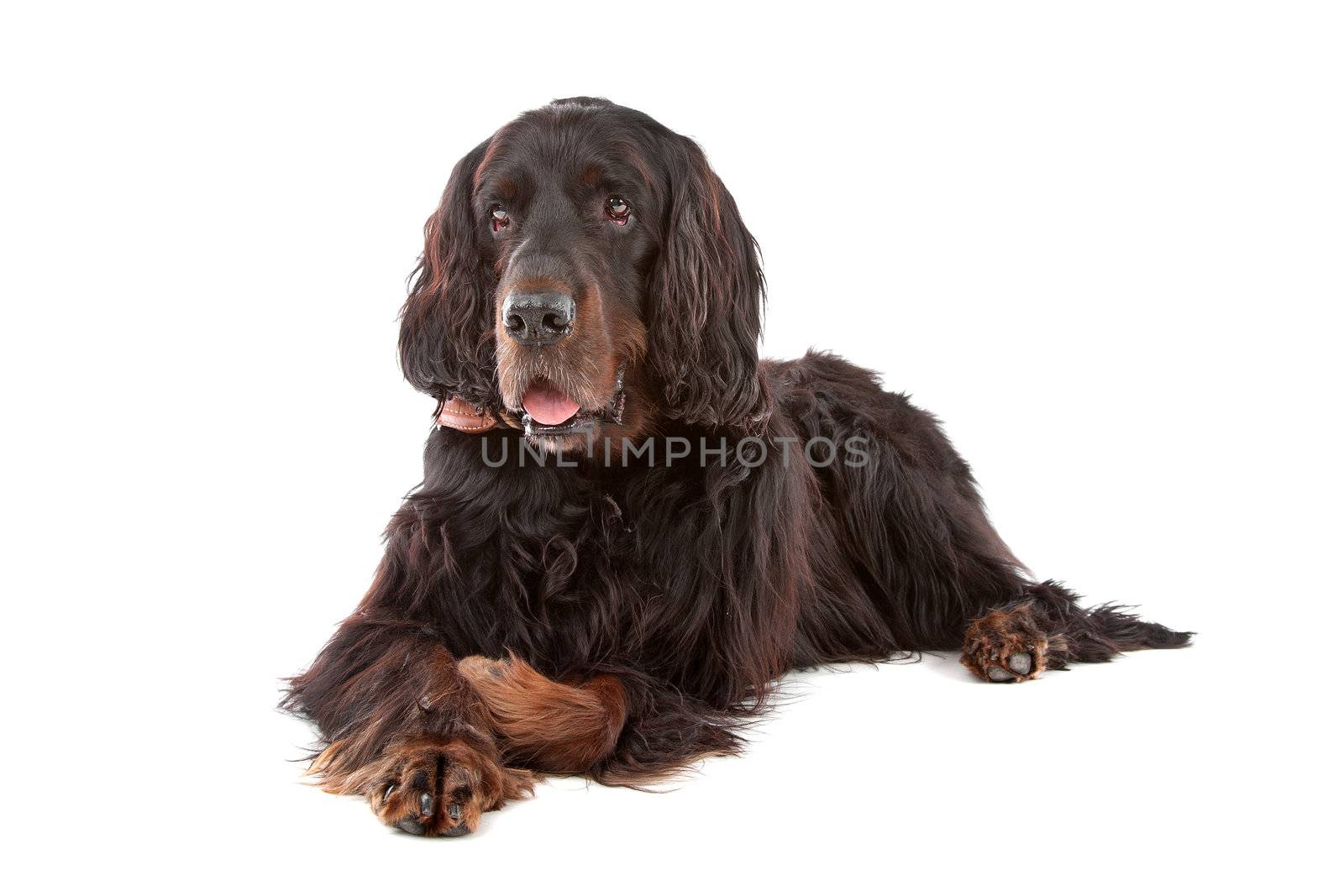 Irish Setter dog lying down, on a white background