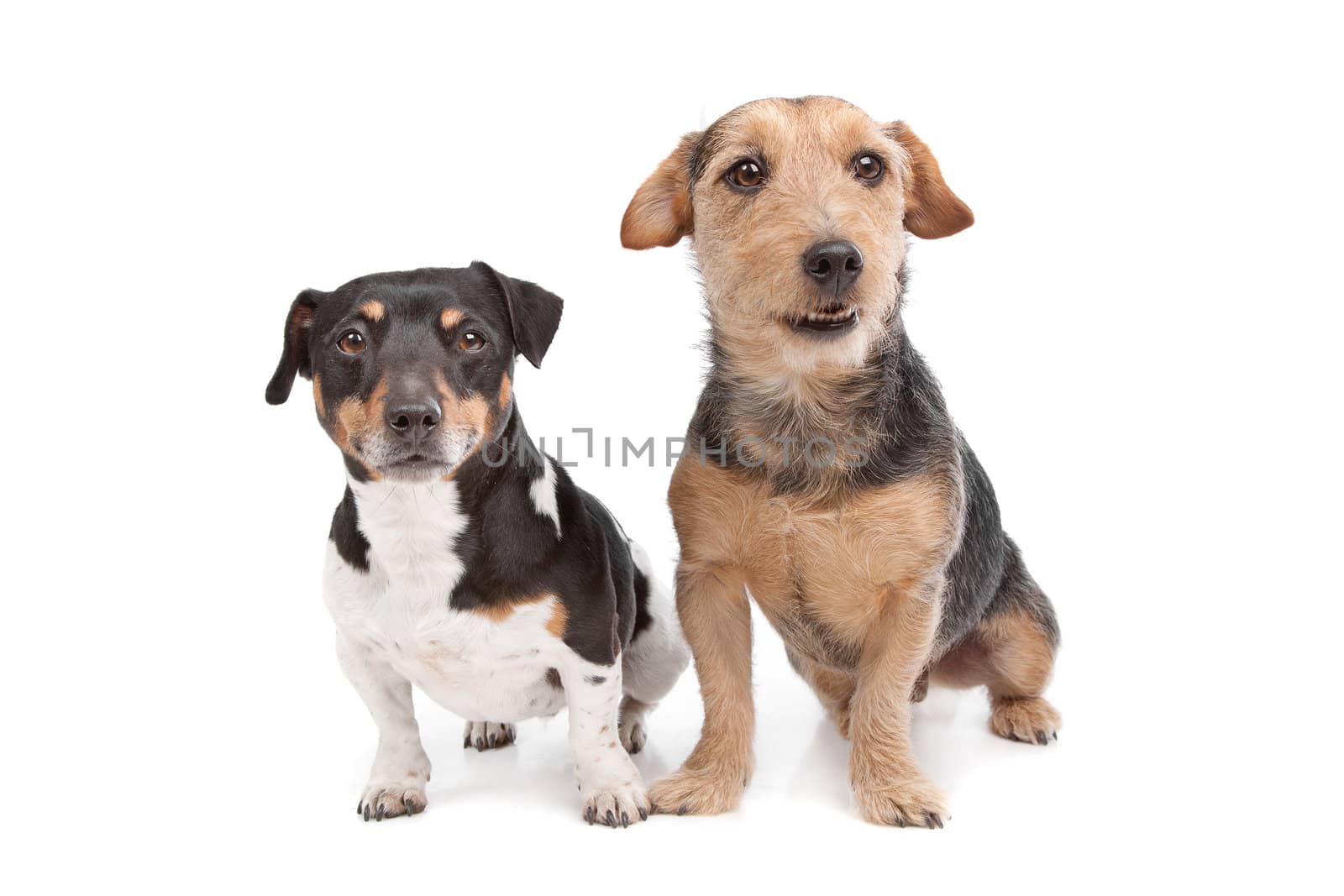Jack Russel Terrier dog and a mixed breed dog in front of a white background
