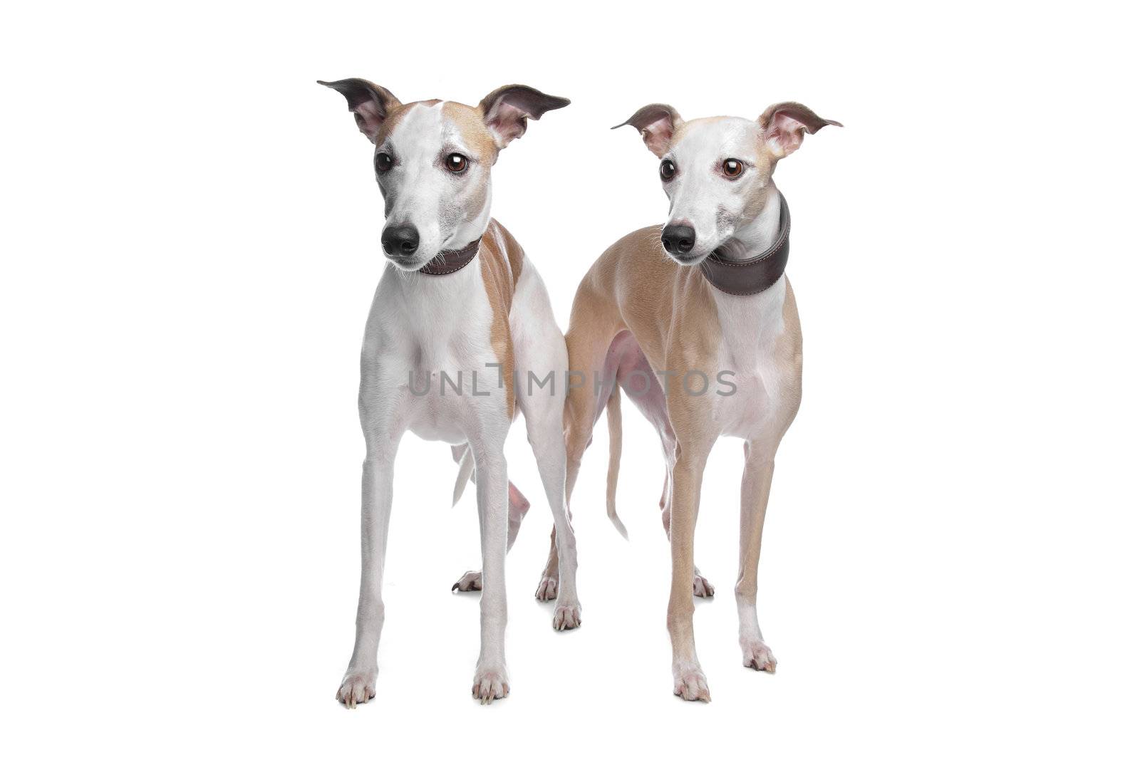 Two Whippet hounds in front of white background