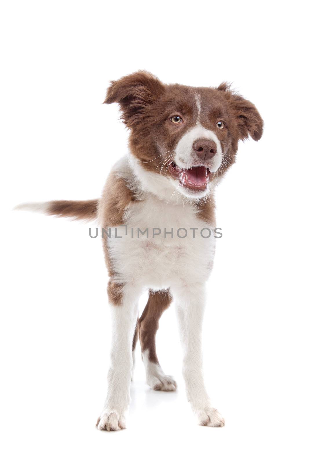 border collie puppy dog in front of a white background
