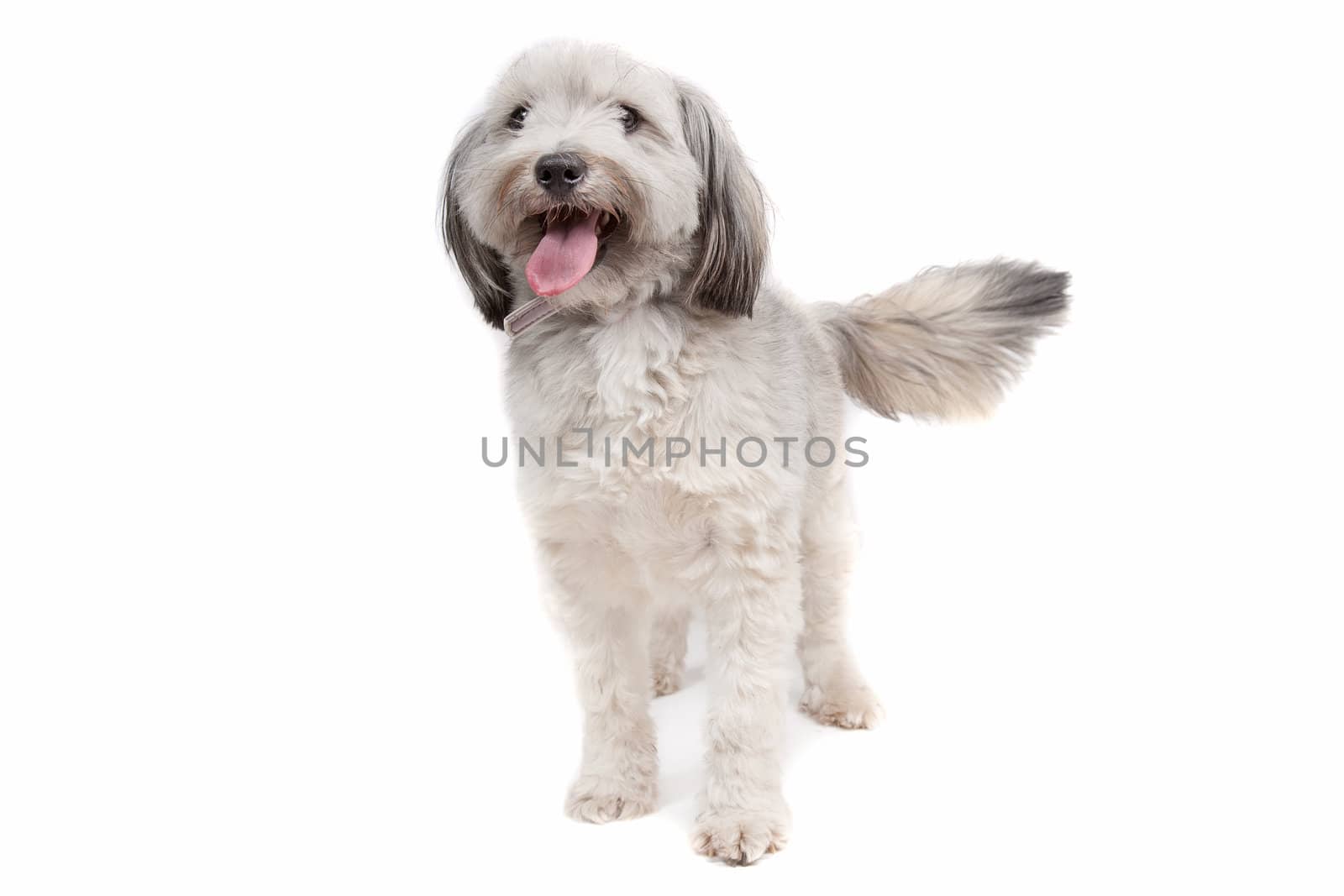 mixed breed dog in front of a white background