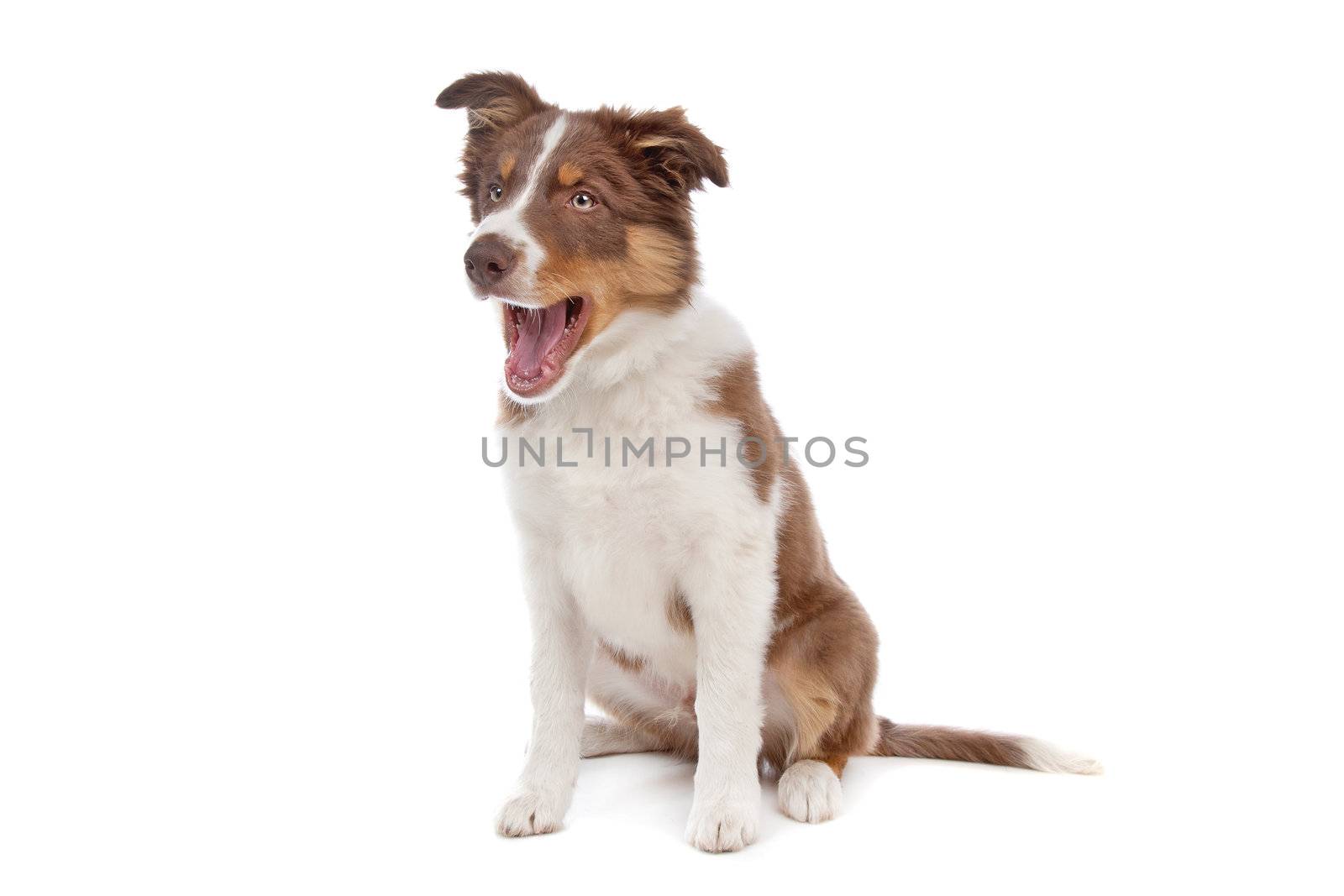 border collie puppy dog in front of a white background