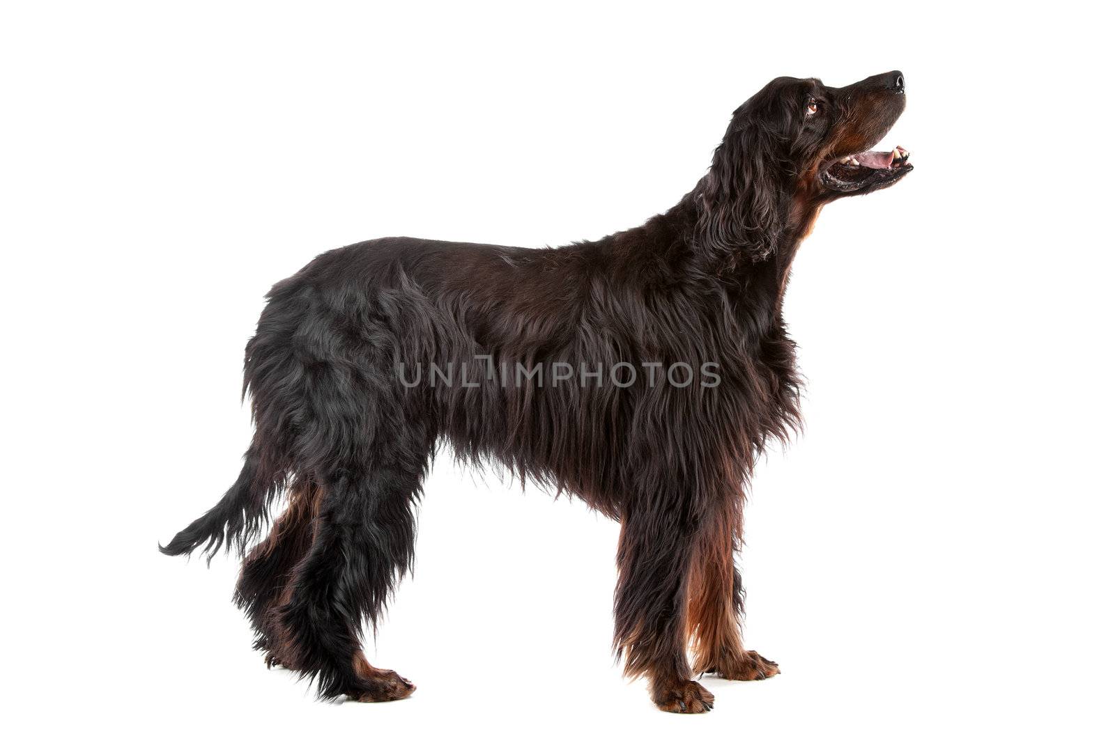 Irish Setter dog profile, on a white background