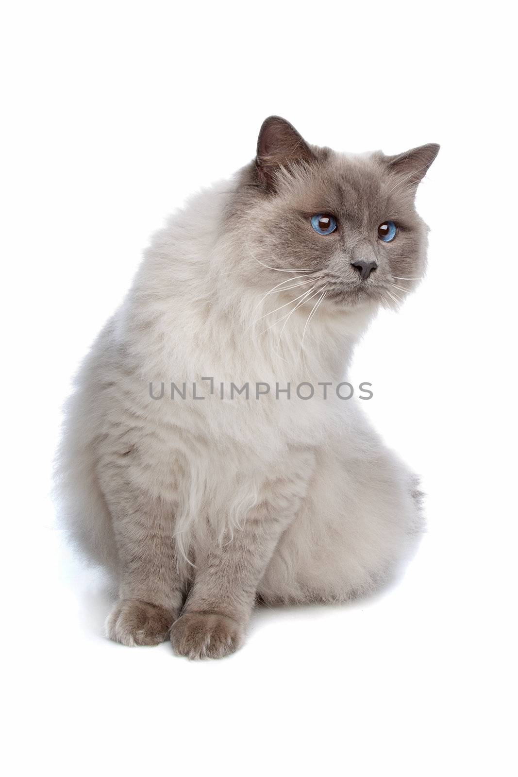 Burmese in front of a white background