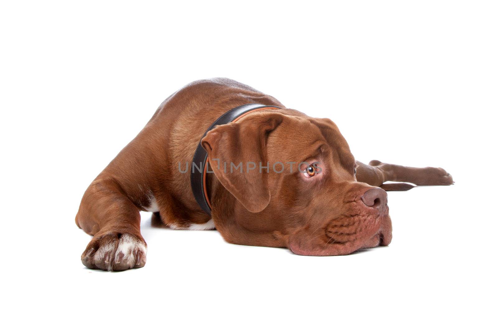 mix bull mastiff,tosa inu ,isolated on a white background