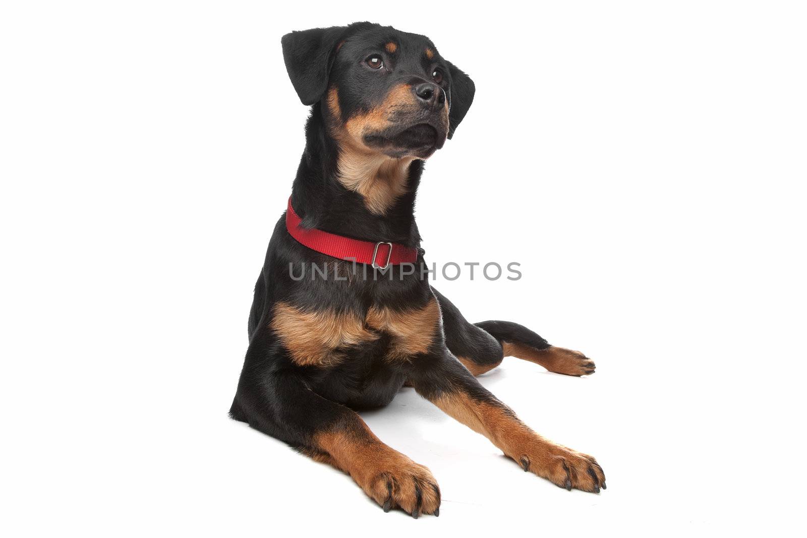 Rottweiler puppy in front of a white background