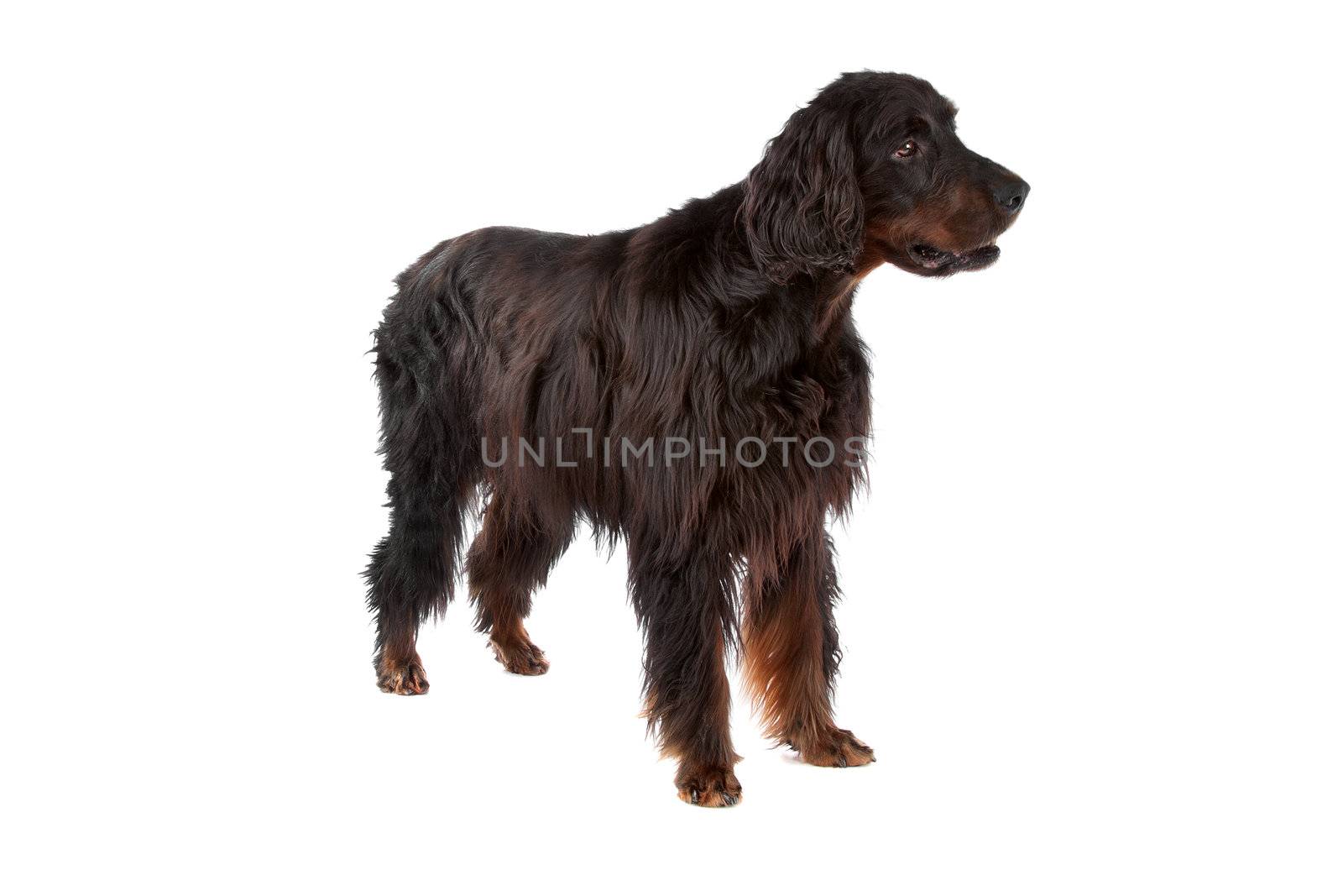 front view of Irish Setter dog on a white background