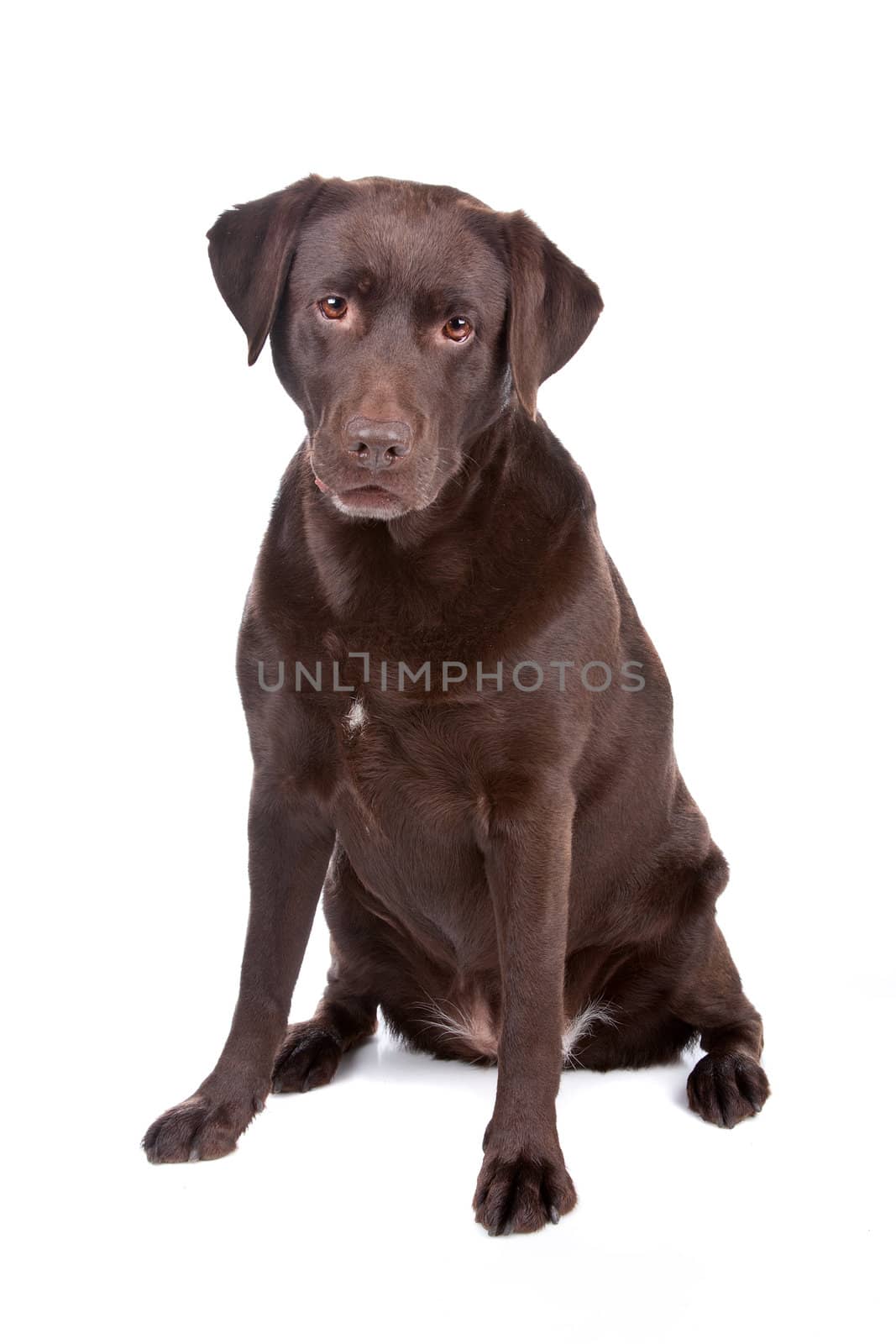 Chocolate Labrador Retriever dog sitting isolated on a white background