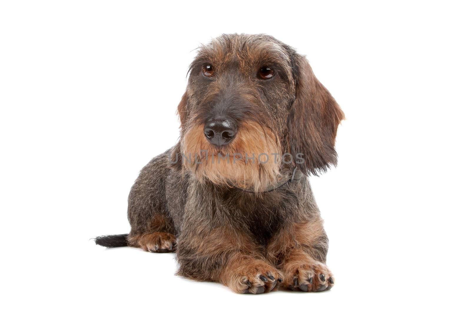 Wire haired Dachshund dog lying on front, isolated on a white background