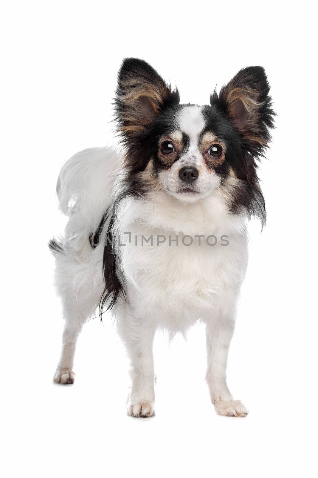 papillon or Butterfly Dog  in front of a white background
