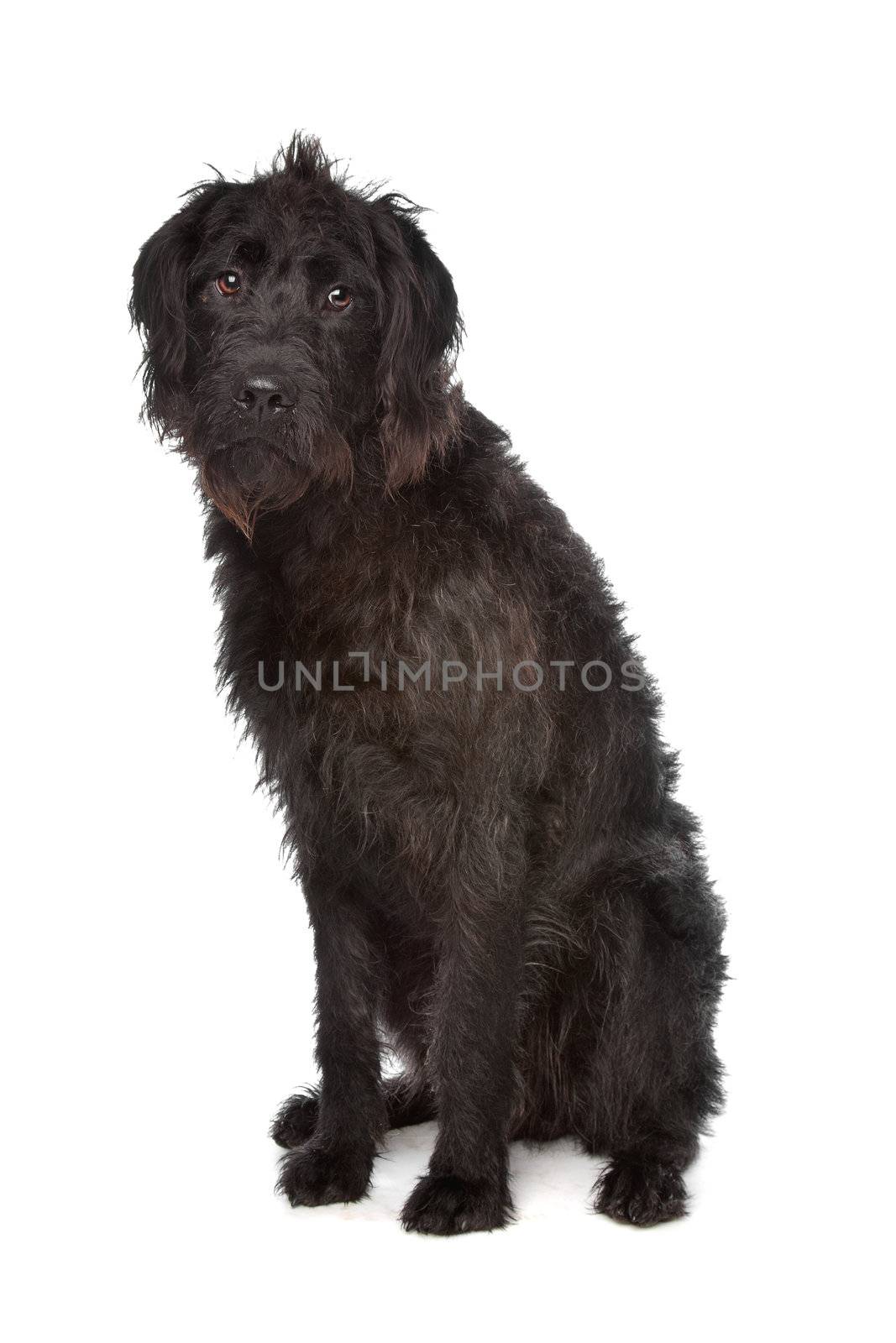 Labradoodle by eriklam