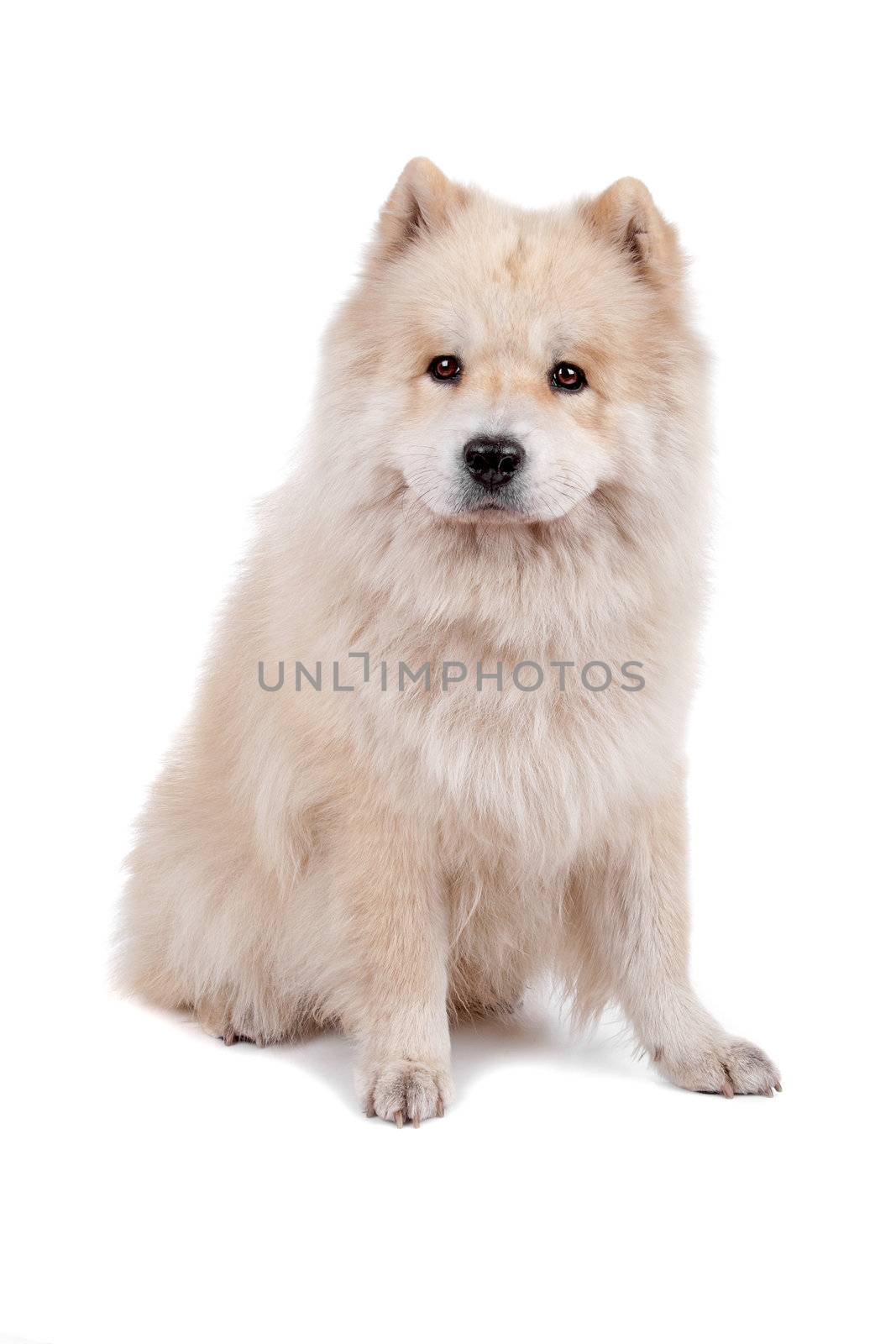 Cute mixed breed dog Chow-Chow and Samoyed sitting and looking, isolated on a white background