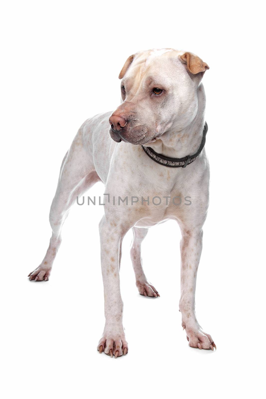 shar pei in front of a white background