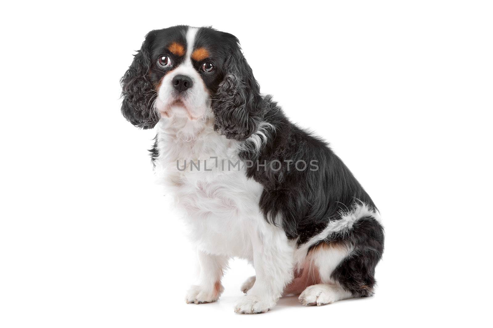 Cute Cavalier King Charles Spaniel dog sitting and looking at camera, on a white background
