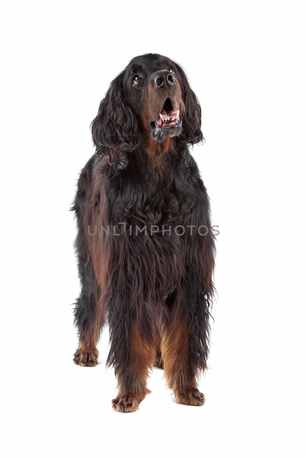 Front view of Irish Setter dog looking up, on a white background