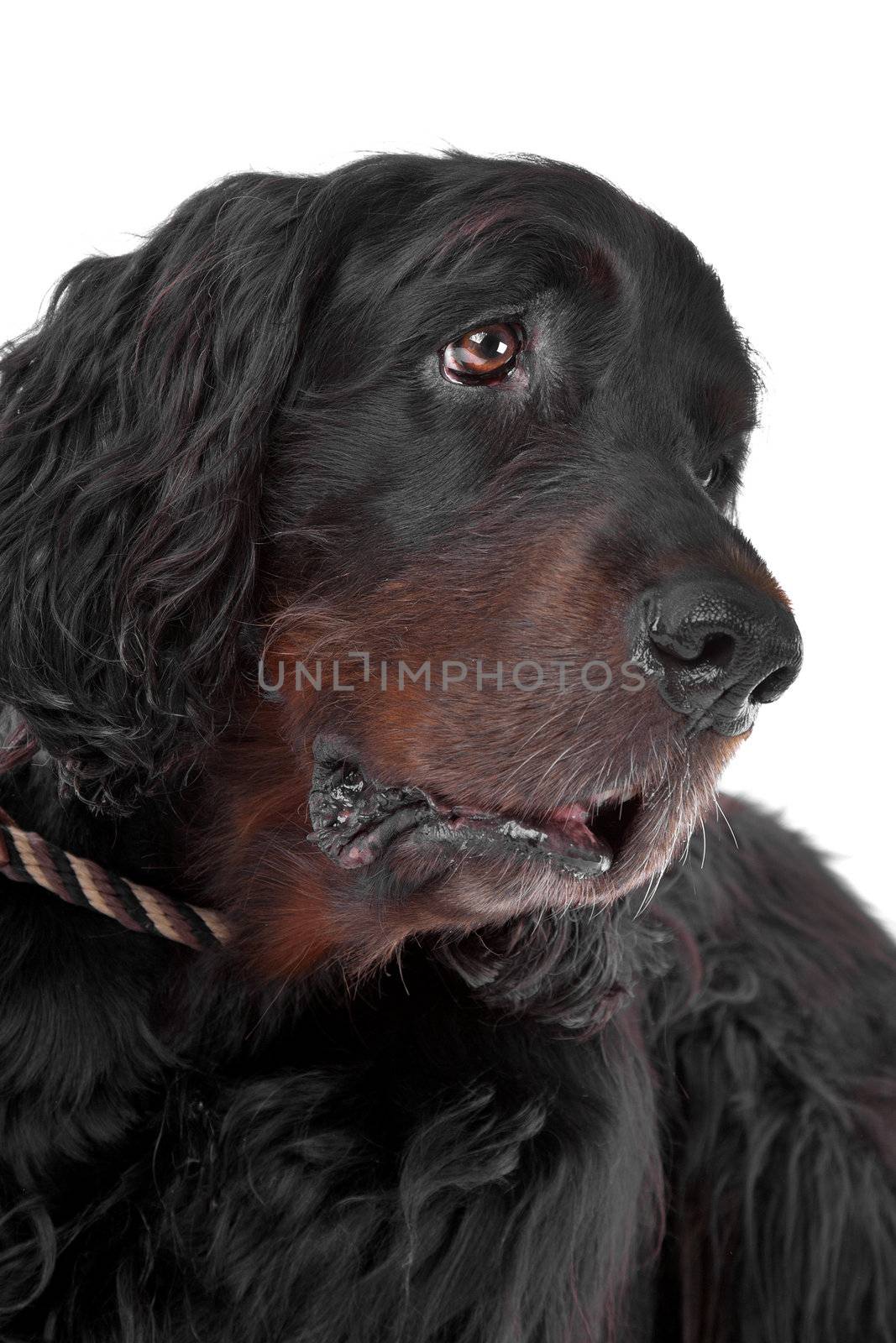 Irish Setter dog by eriklam