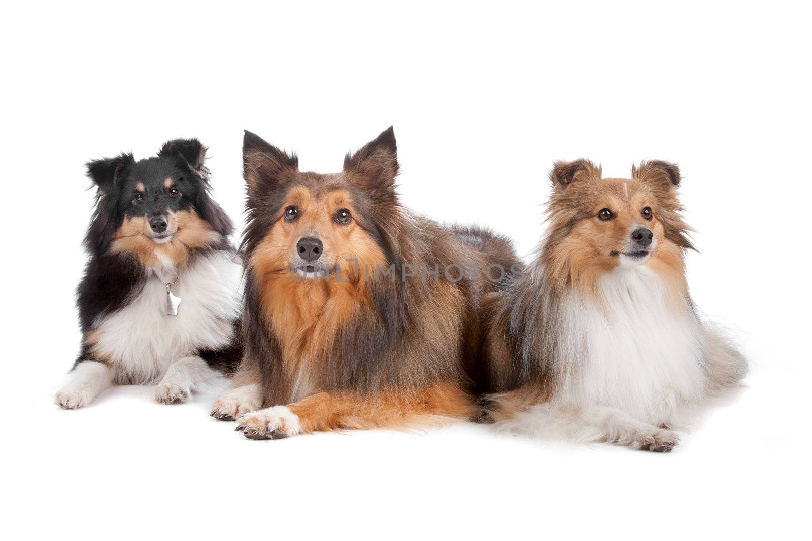 Group of three Shetland sheepdogs (shelty) lying and looking away, isolated on a white background