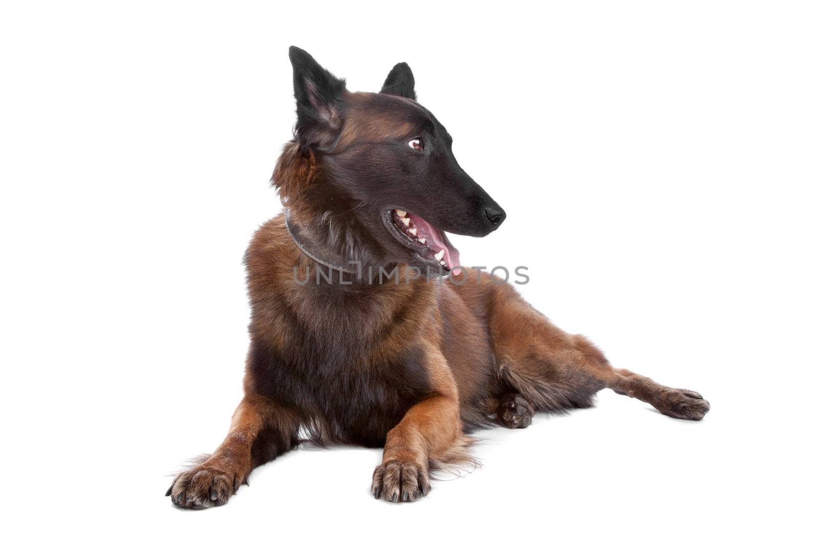 Belgium Shepherd dog by eriklam