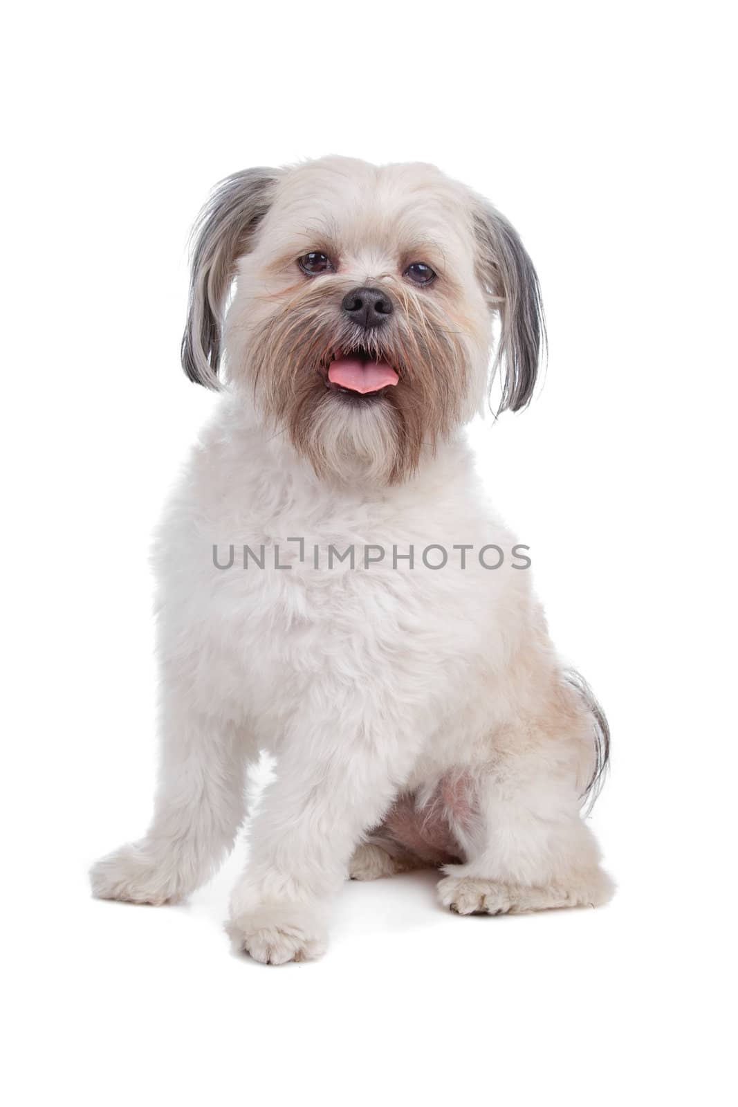 Mixed breed boomer dog sitting, dog panting, isolated on a white background