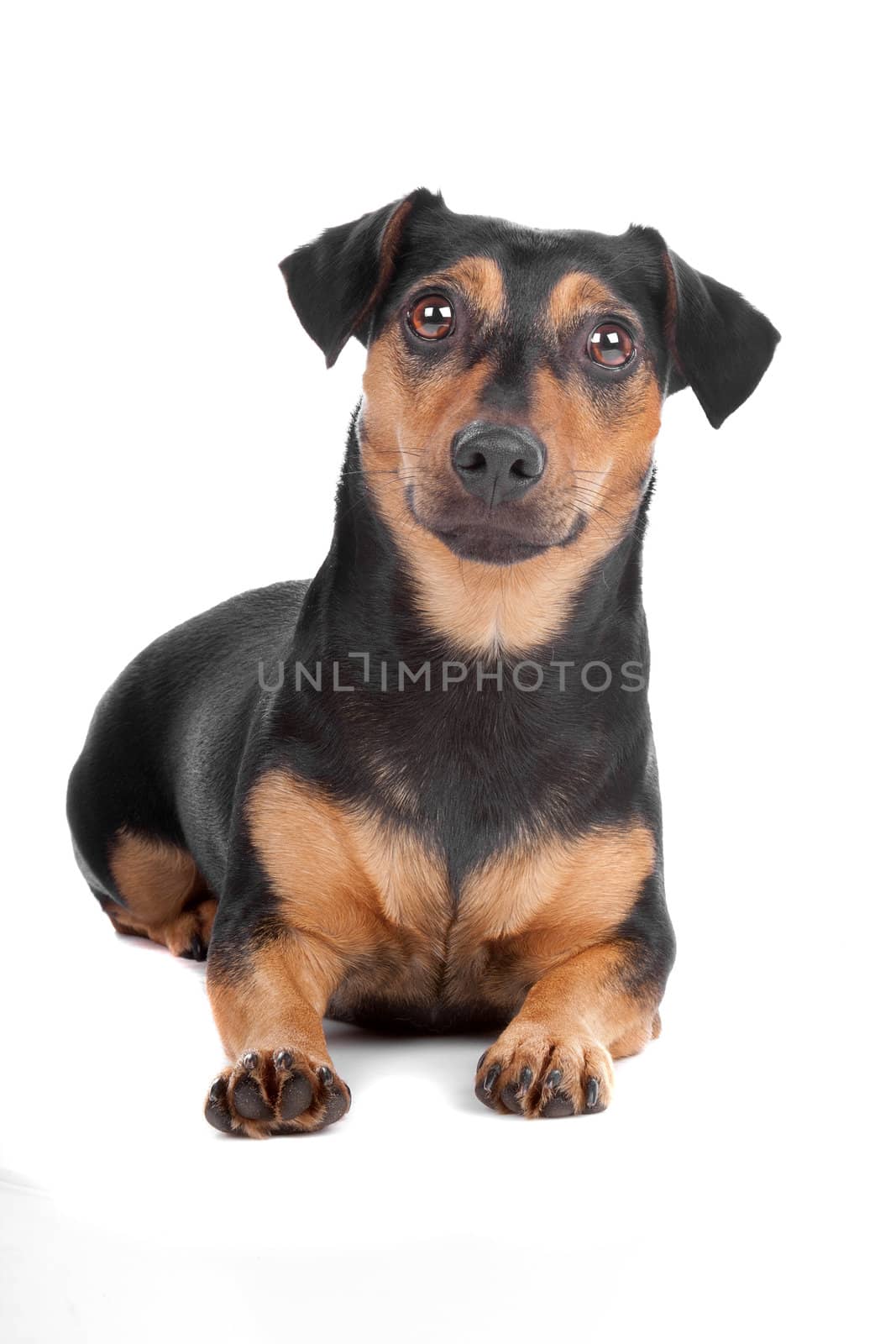 Front view of Jack Russel Terrier dog lying, isolated on a white background
