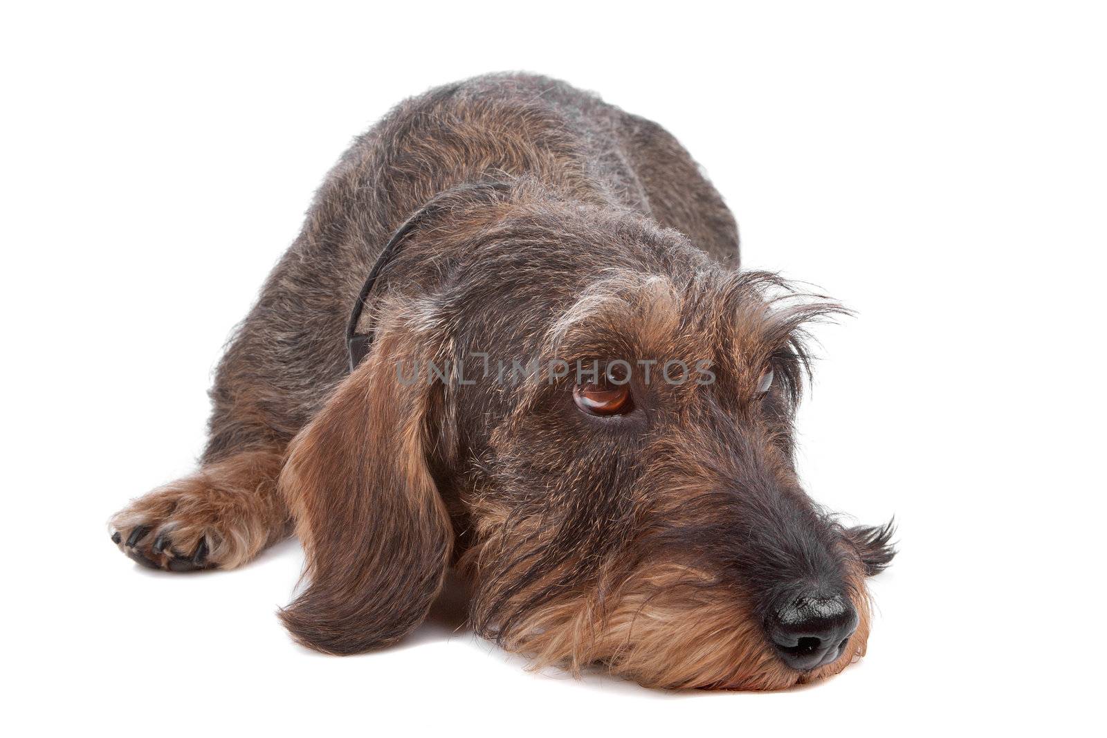 Wire haired Dachshund dog lying in front, isolated on a white background