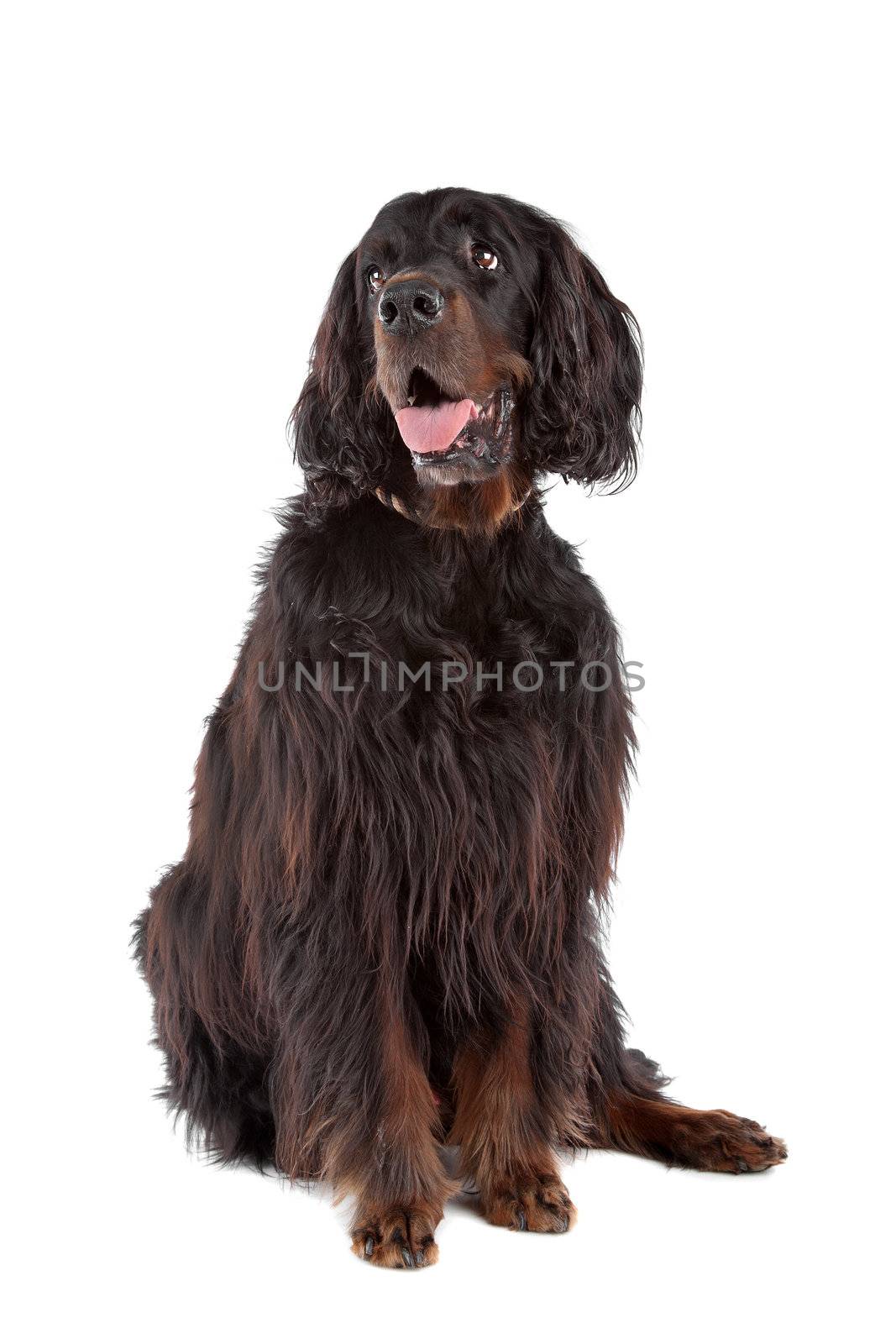 Irish Setter dog sitting with the tongue out, on a white background