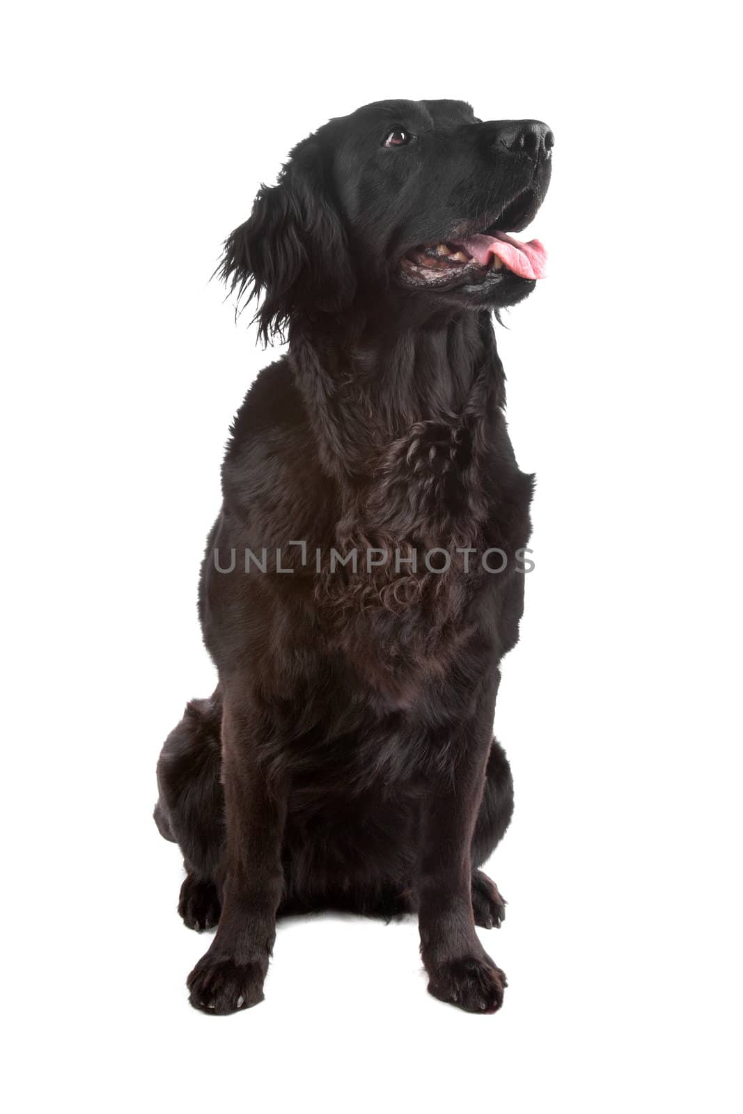Mixed breed dog flatcoated retriever/golden retriever isolated on a white background