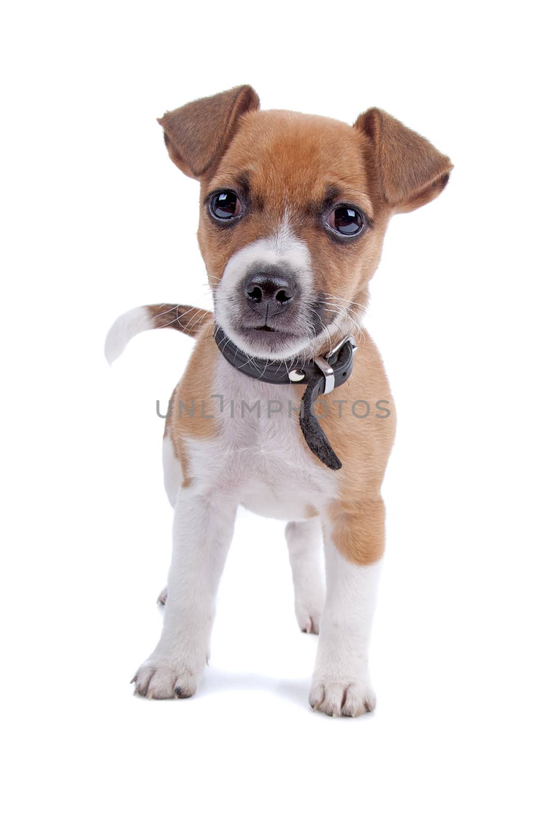 Jack Russel Terrier puppy looking at camera, isolated on a white background