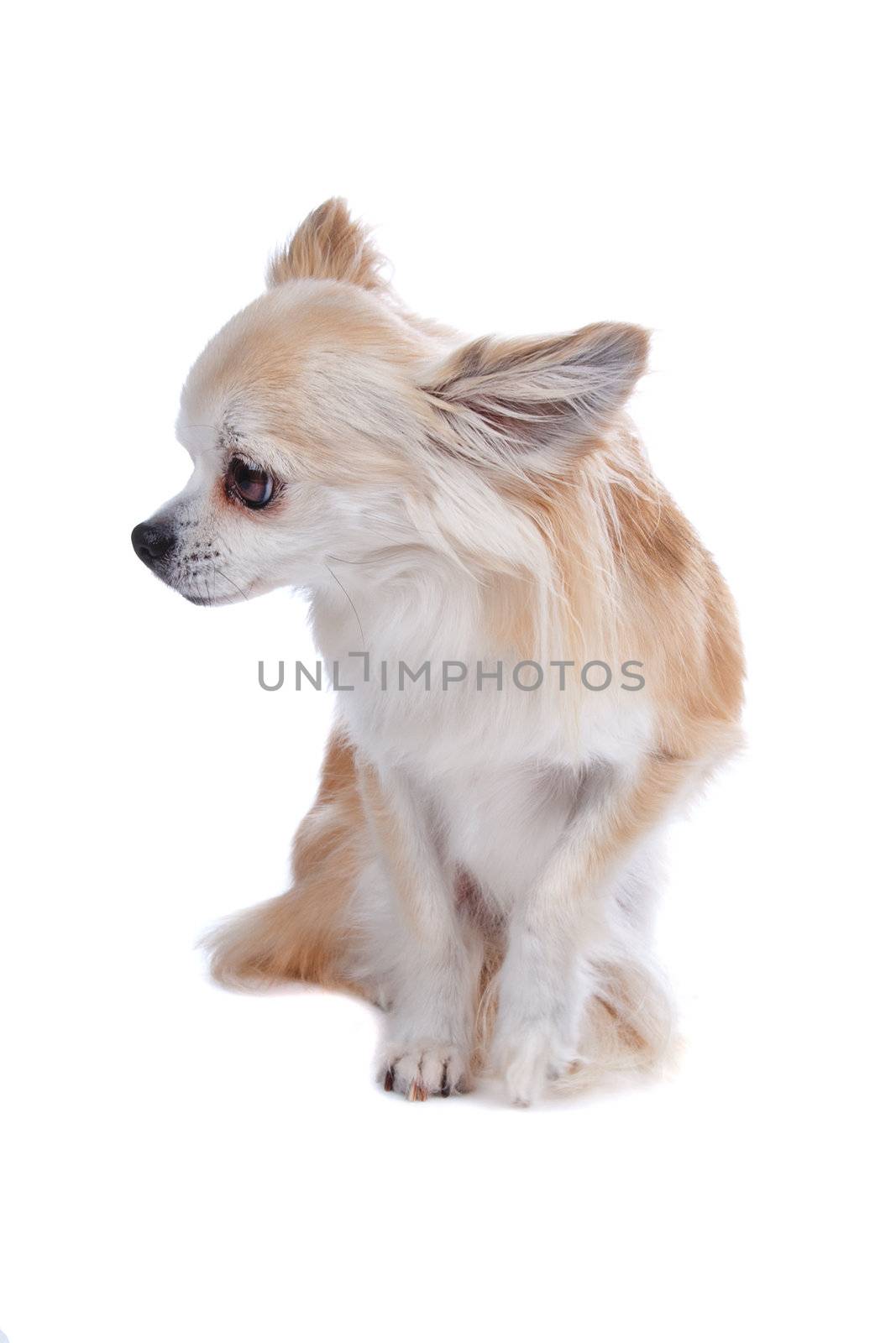 Front view of cute Chihuahua dog sitting an looking sideways, isolated on a white background