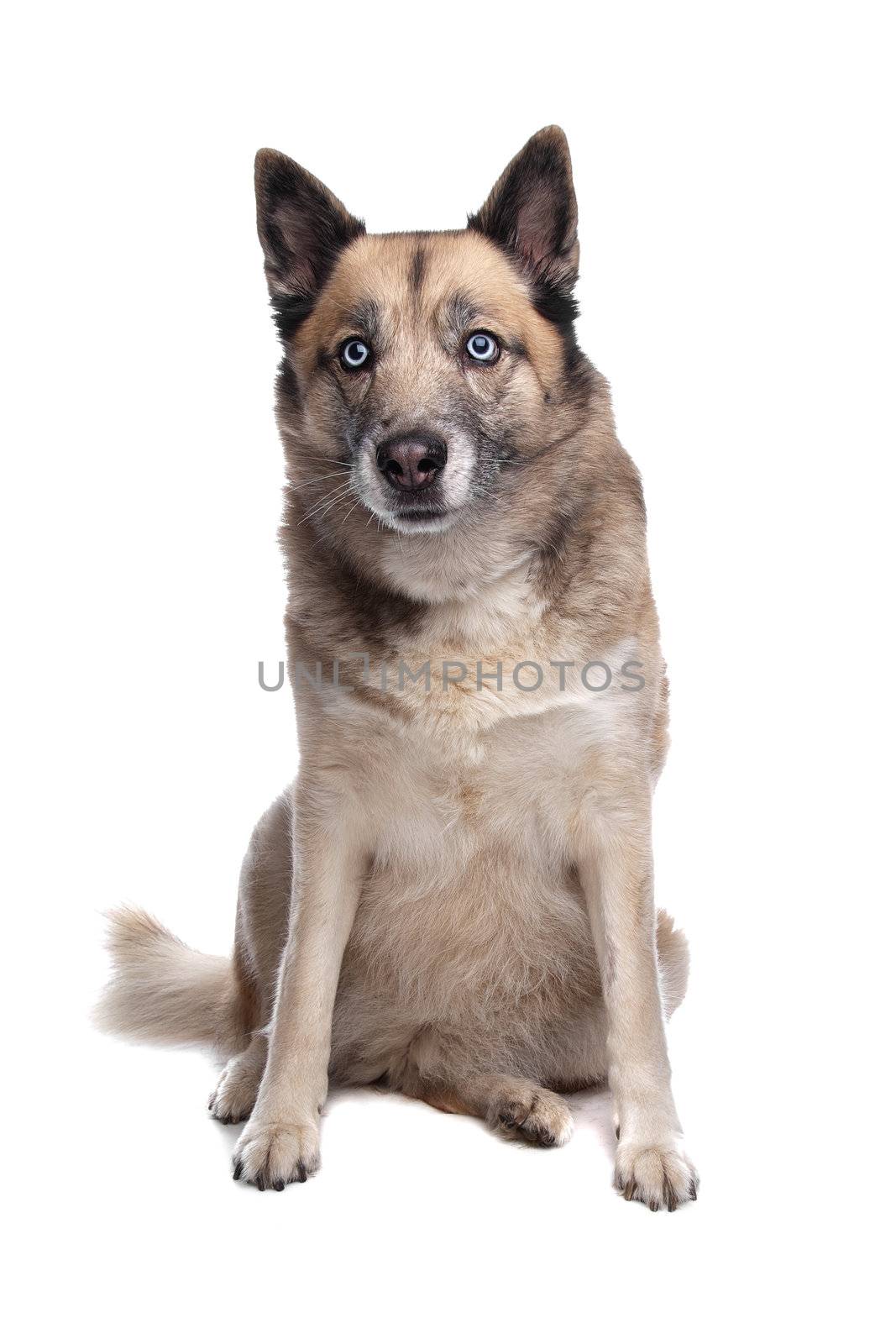 mixed breed dog of a husky and a Belgian shepherd dog in front of a white background