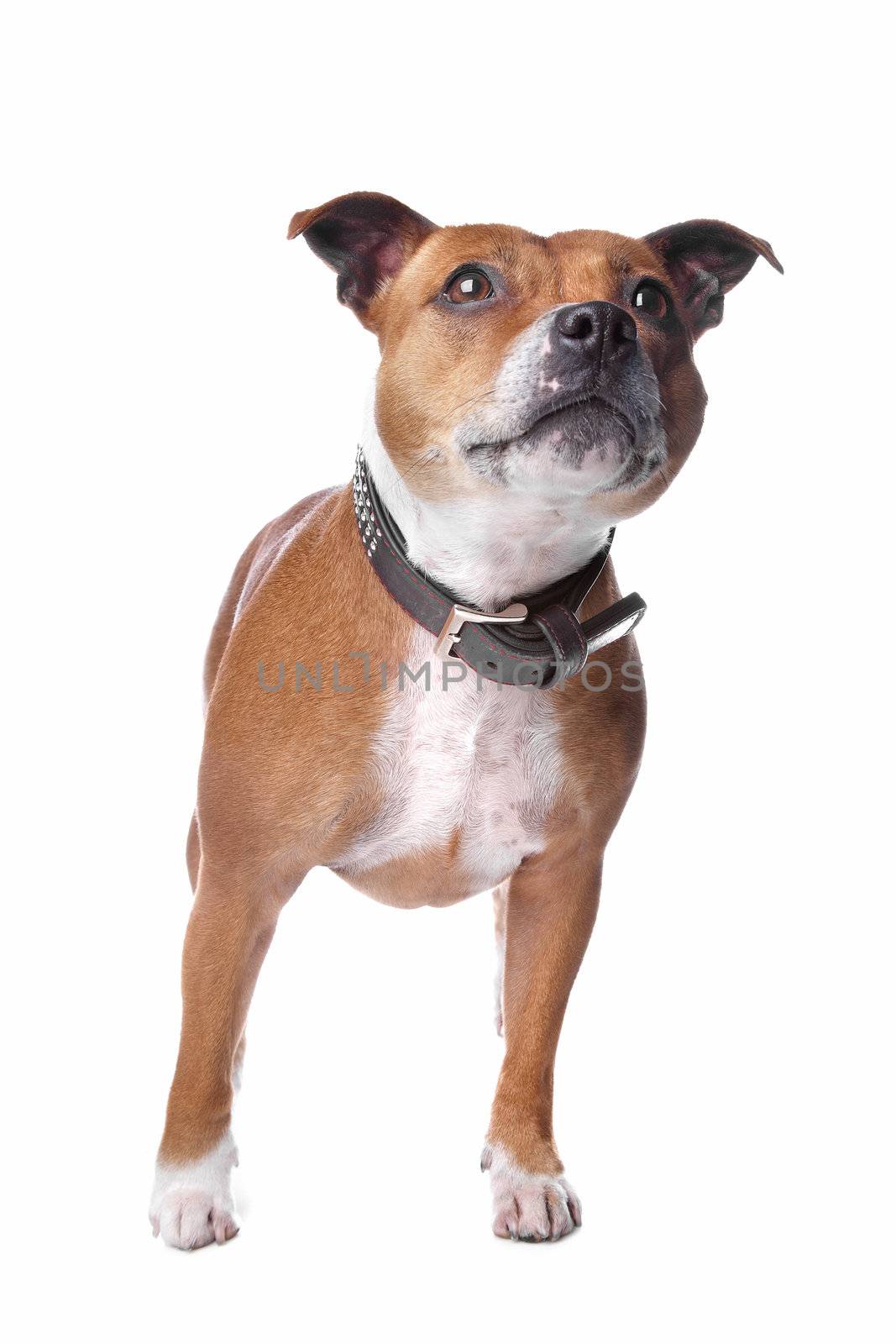 english staffordshire bull terrier (staffordshire, staffy, staffie, stafford) lying on the floor, isolated on a white background