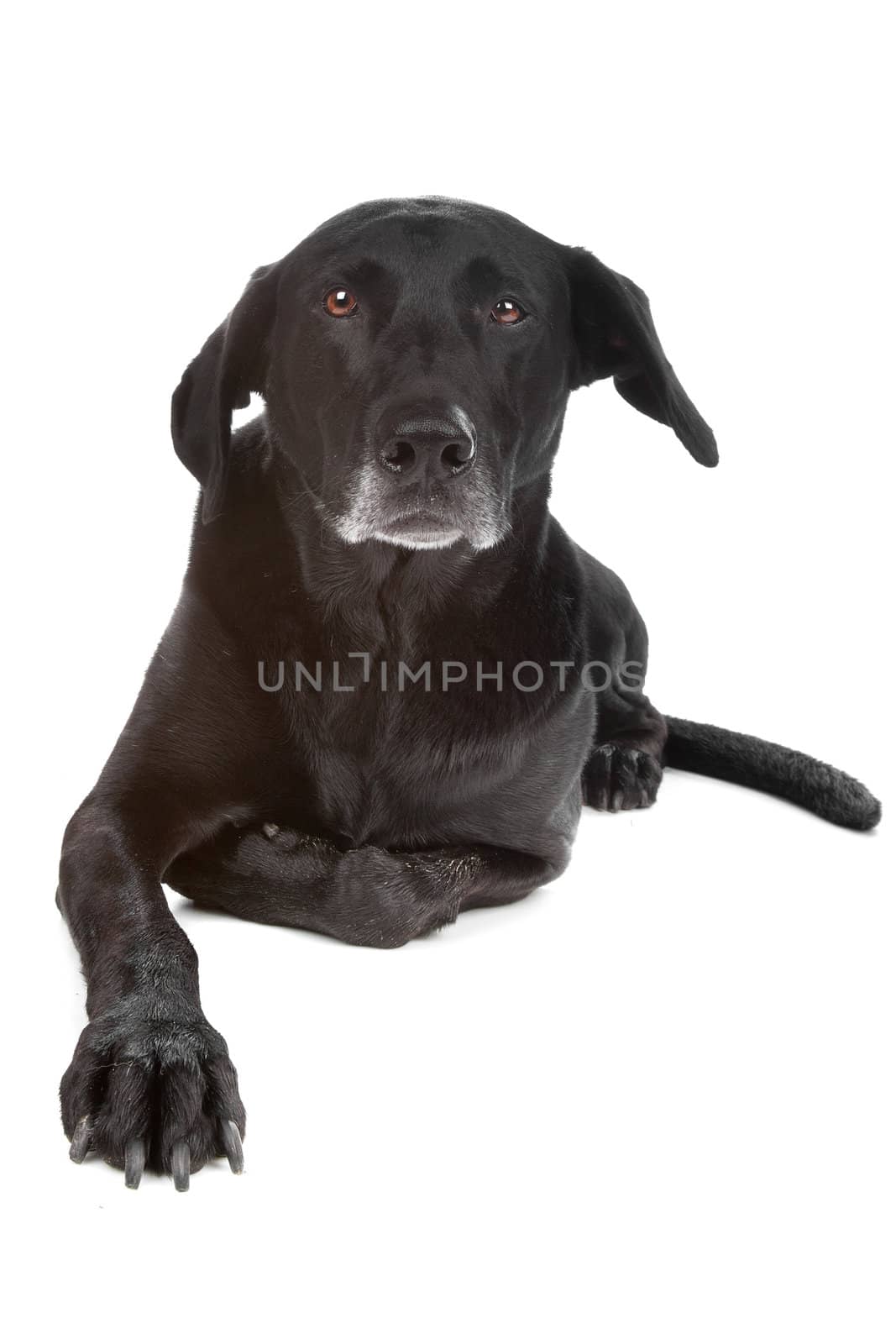 Mixed breed dog lying, looking at camera, isolated on a white background