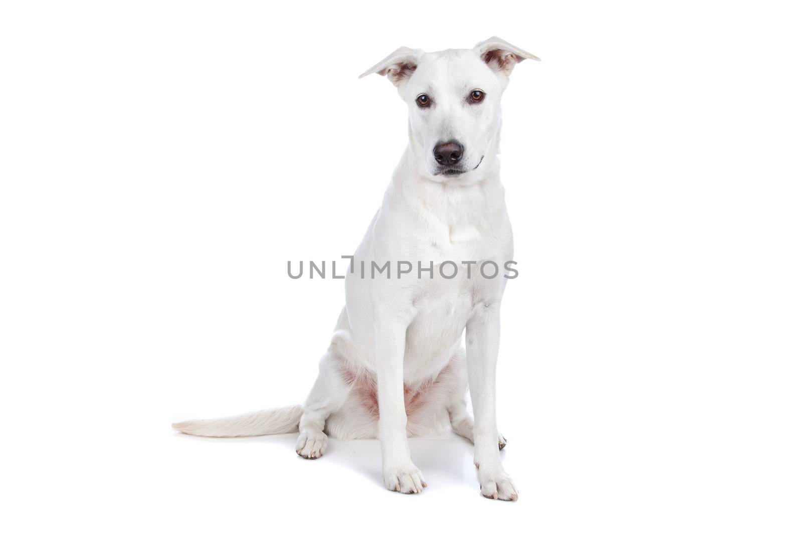Mixed breeds white shepherd and labrador dog isolated on a white background
