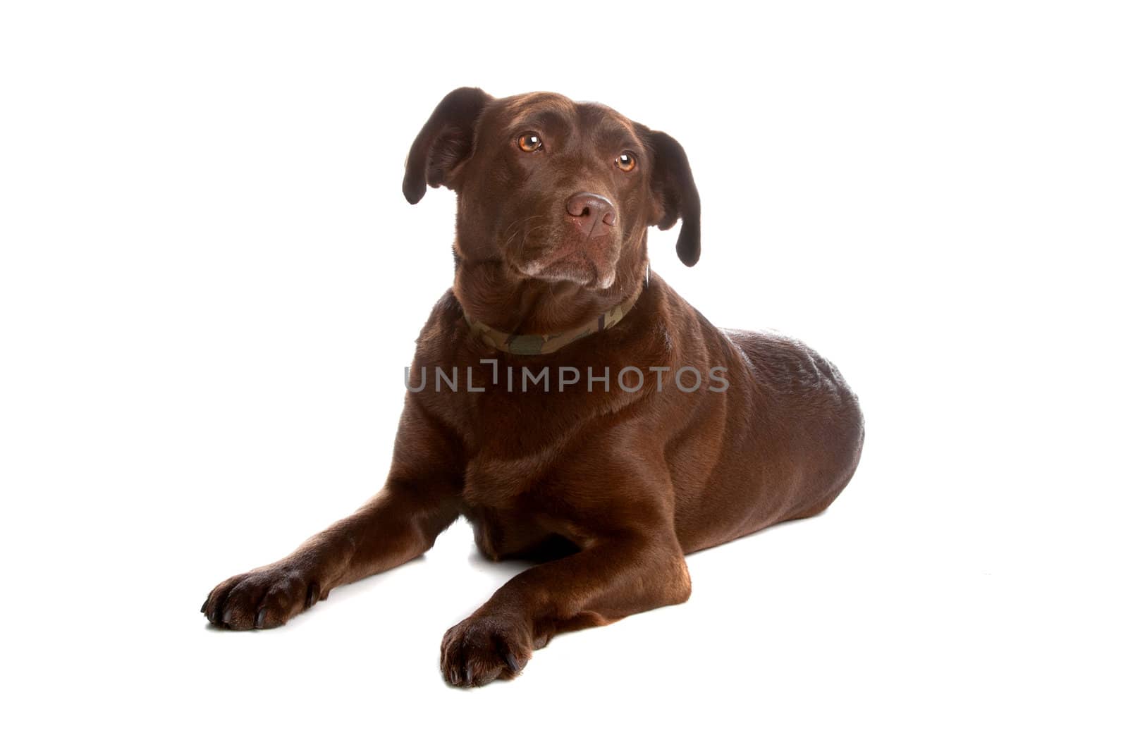 Chocolate labrador retriever dog lying and looking away, isolated on a white background.