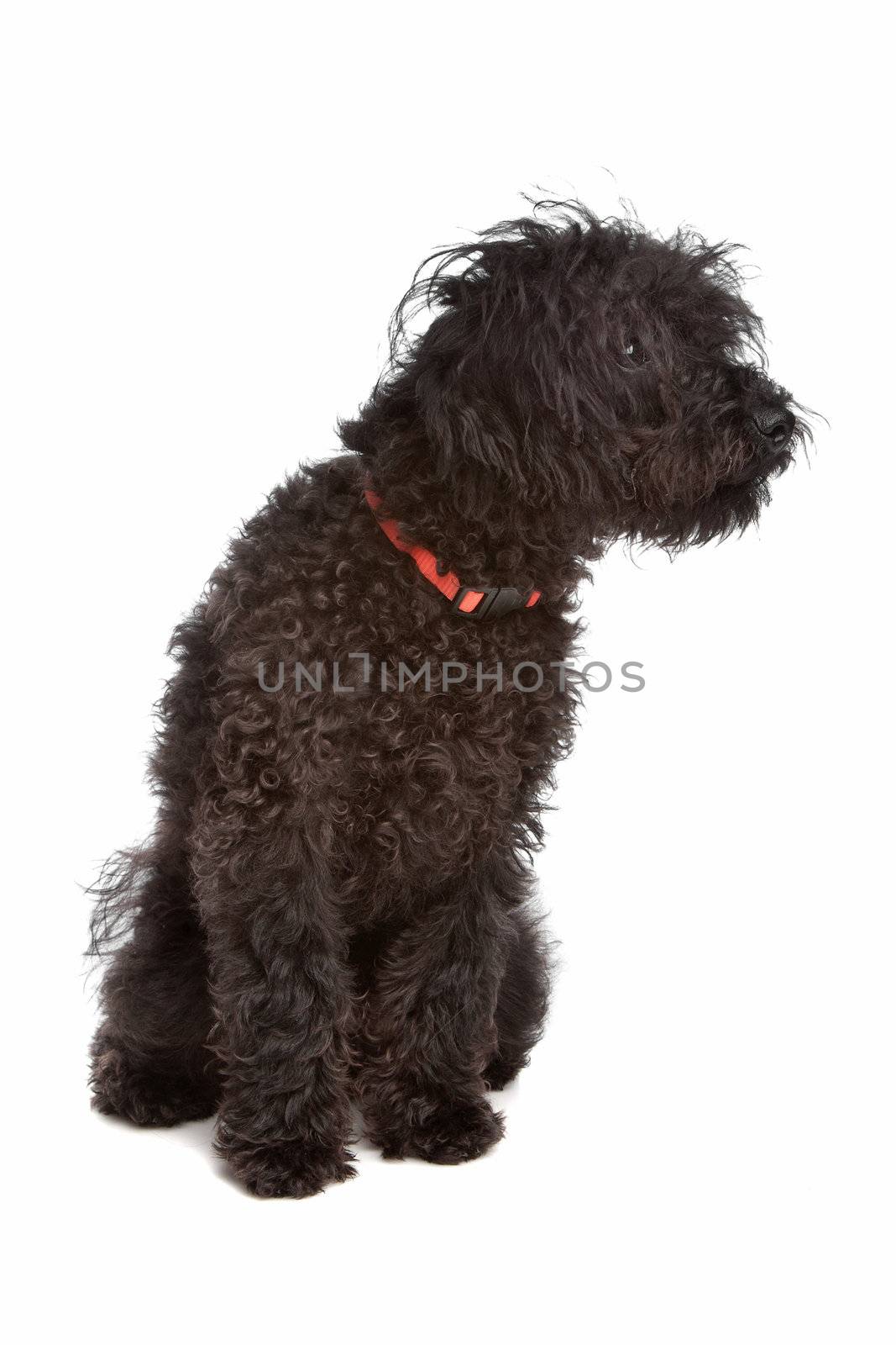 Labradoodle in front of a white background