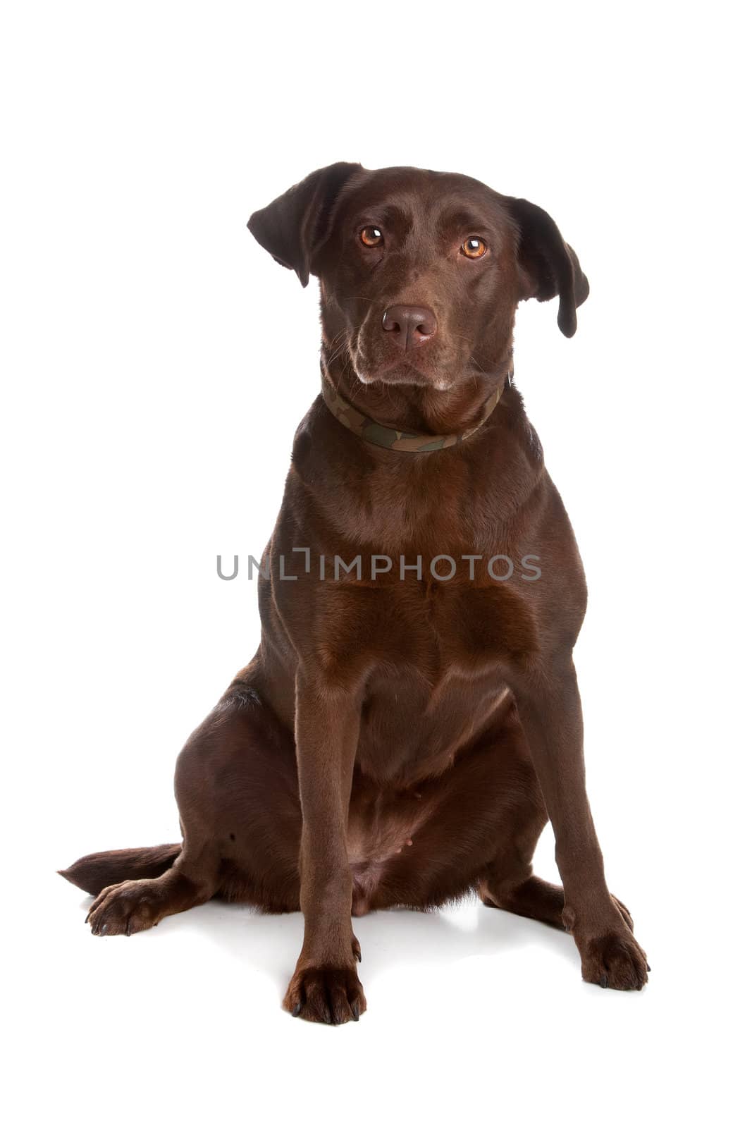 Chocolate labrador retriever dog sitting and looking at camera, isolated on a white background.
