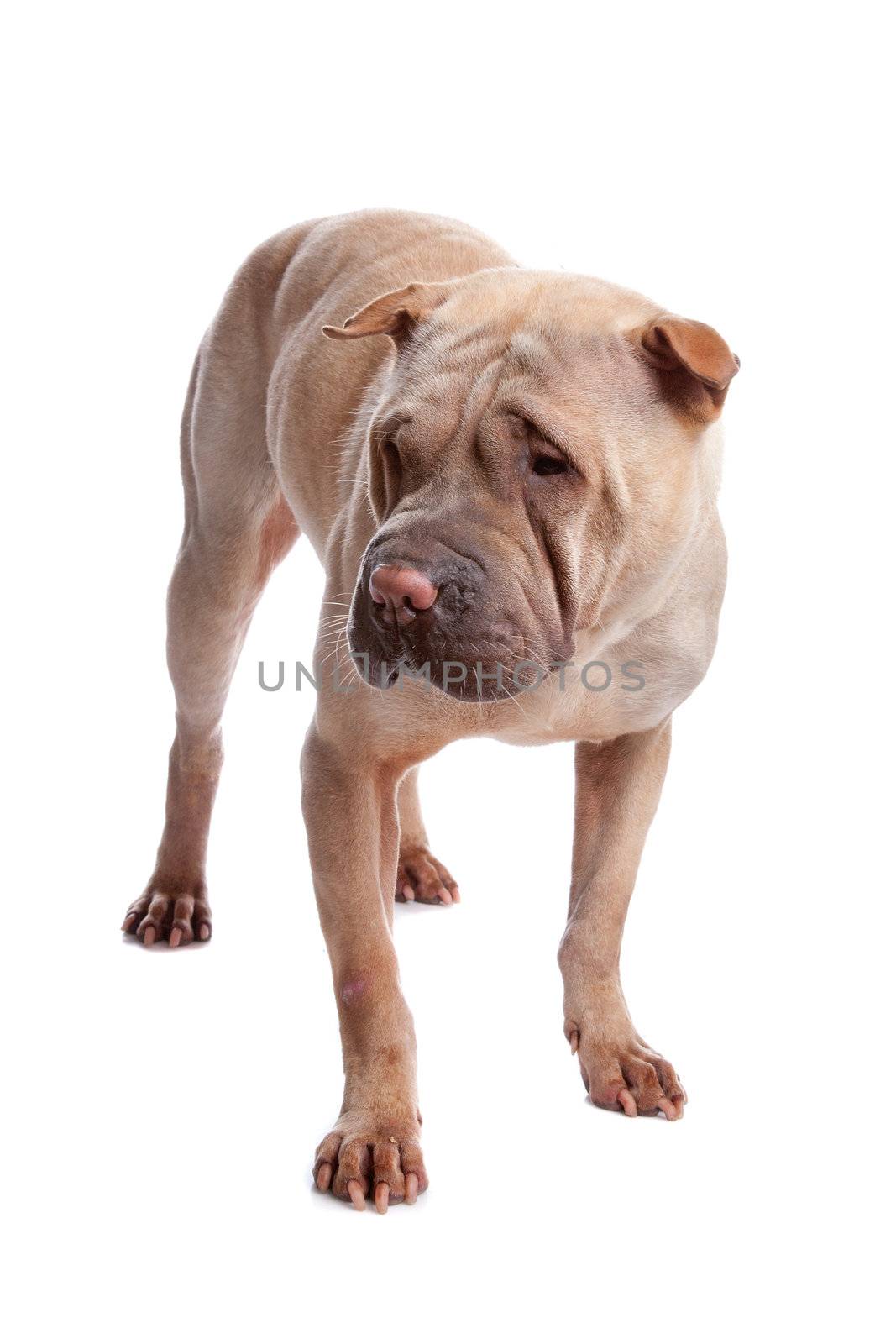 shar pei isolated on a white background