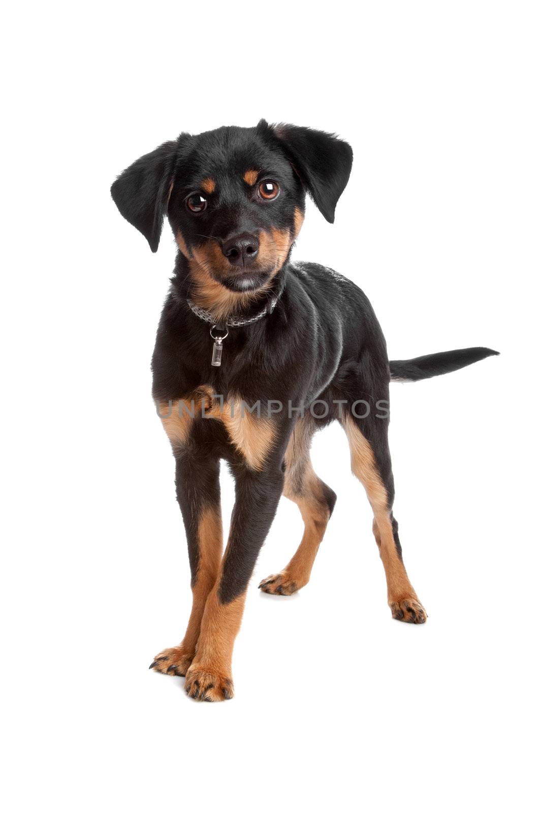 Front view of mixed breed puppy standing and looking at camera, isolated on white background