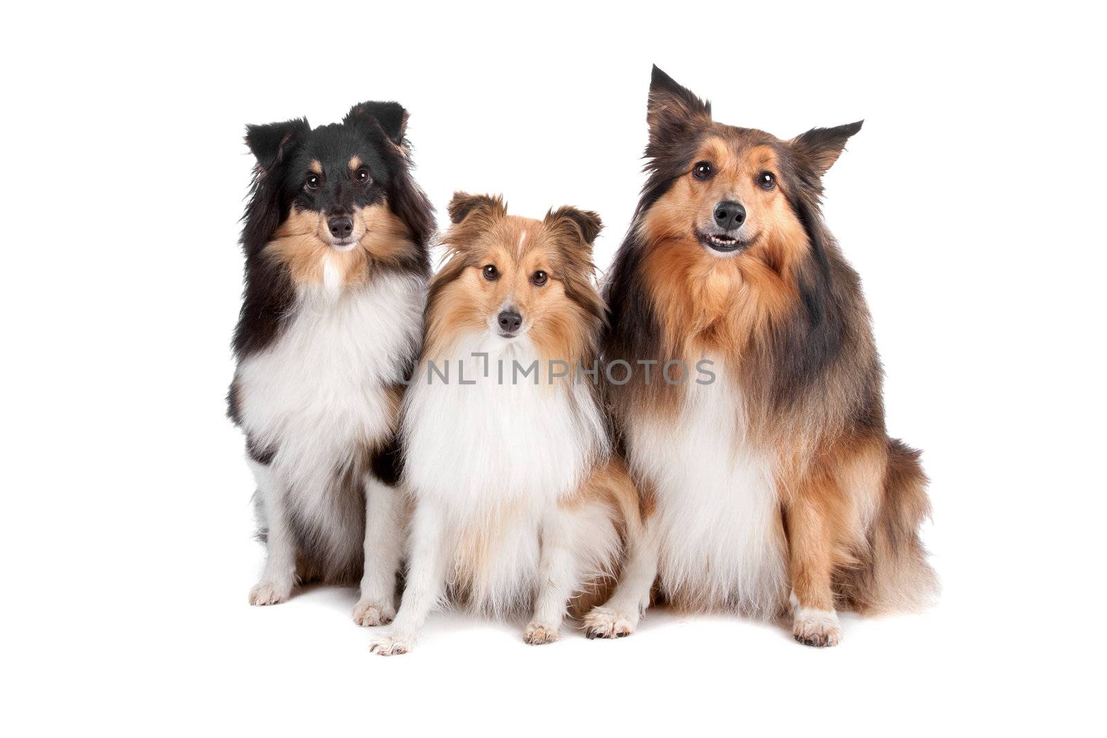 Group of three Shetland sheepdogs sitting and looking at camera(shelty) isolated on a white background