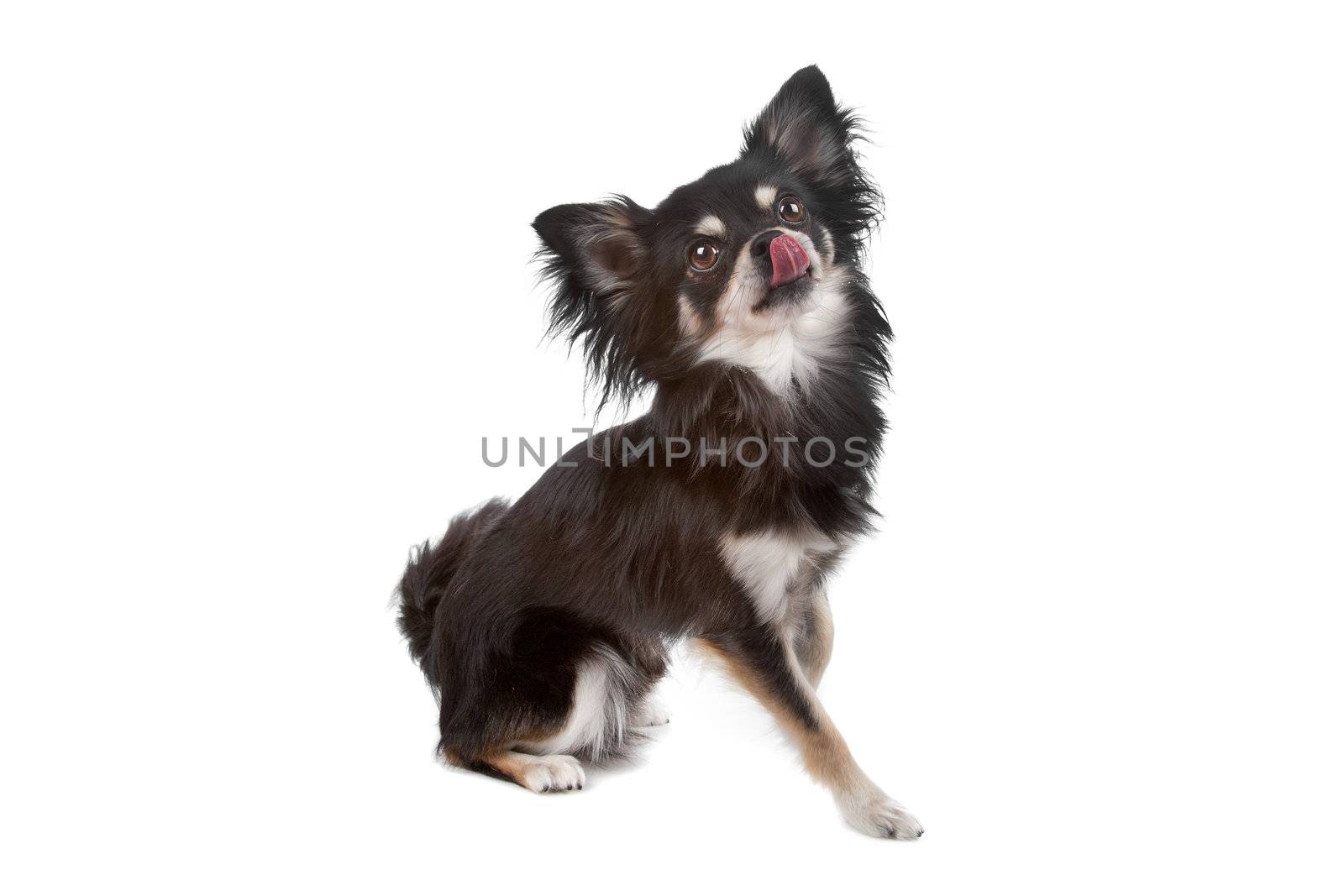 Cute Chihuahua dog with the tongue out, sitting isolated on a white background