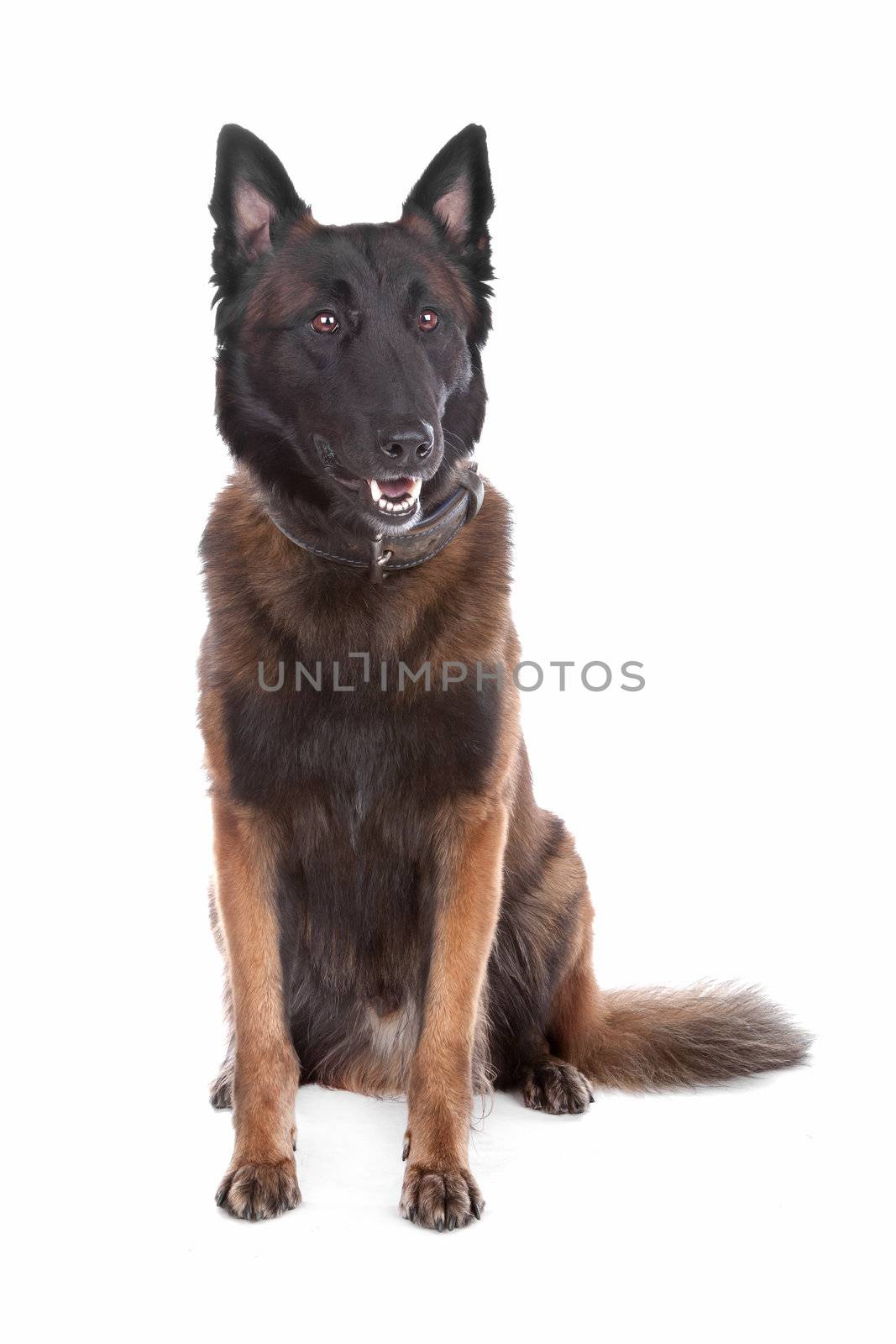 Belgium Shepherd dog sitting, isolated on a white background