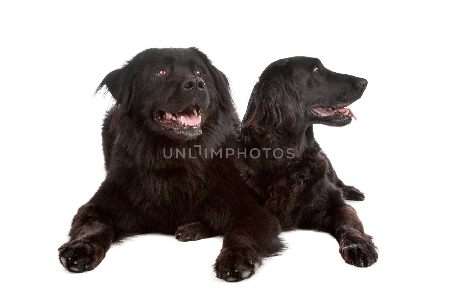 Two mixed breed dogs New foundland/bernese mountain and flatcoated/golden retriever dog isolated on a white background