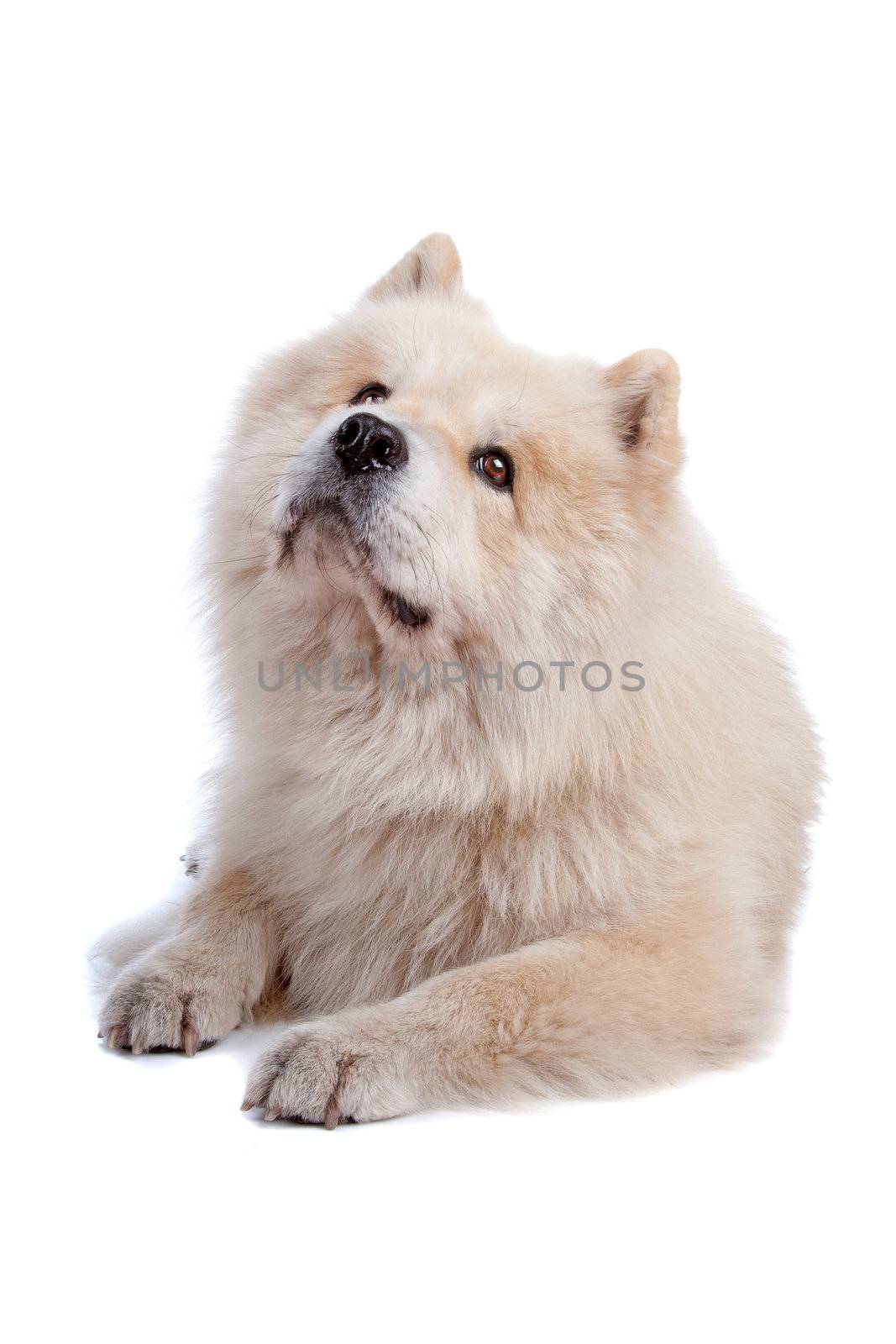 Cute mixed breed dog Chow-Chow and Samoyed lying and looking up, isolated on a white background