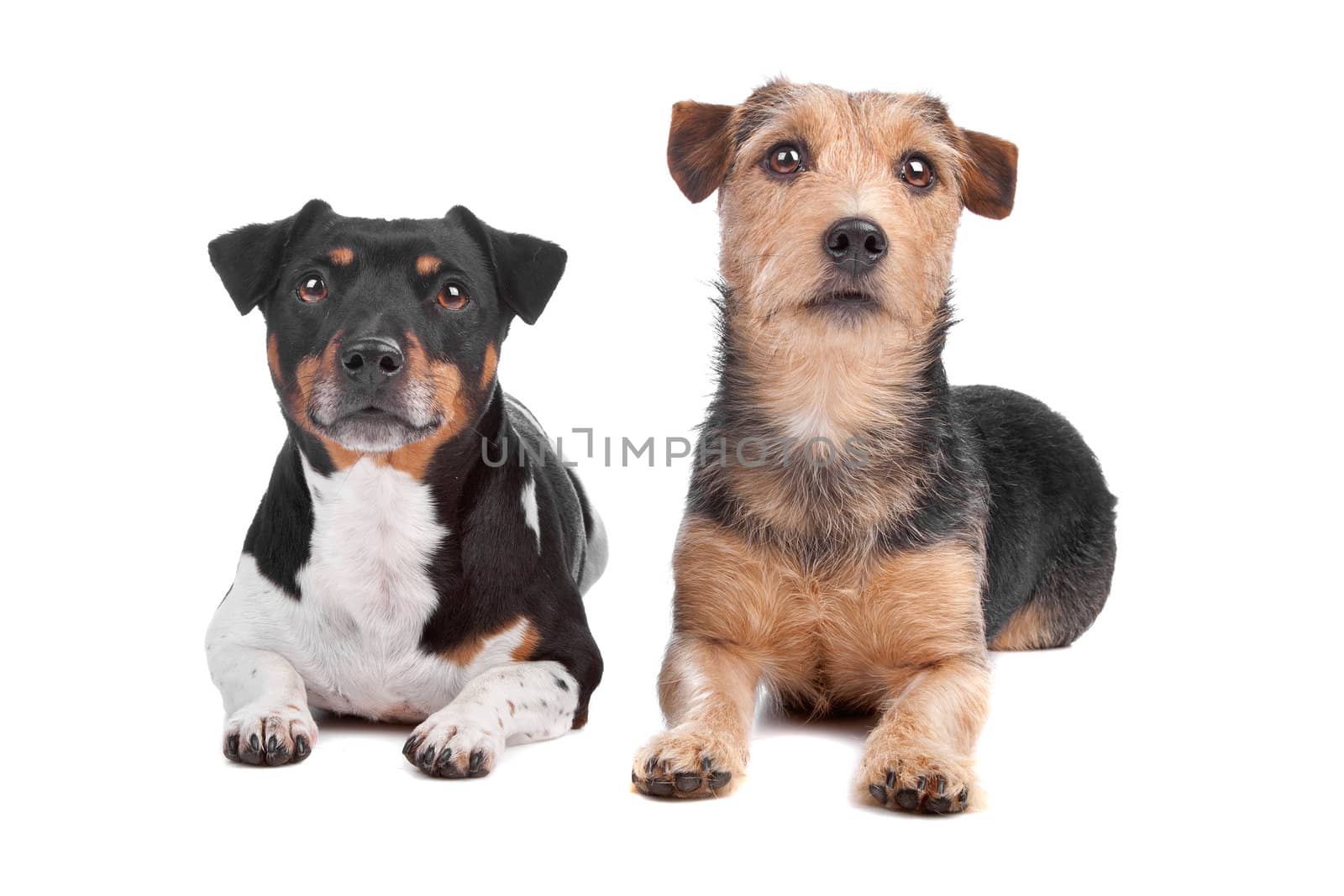 Jack Russel Terrier dog and mixed breed dog isolated  on a white background